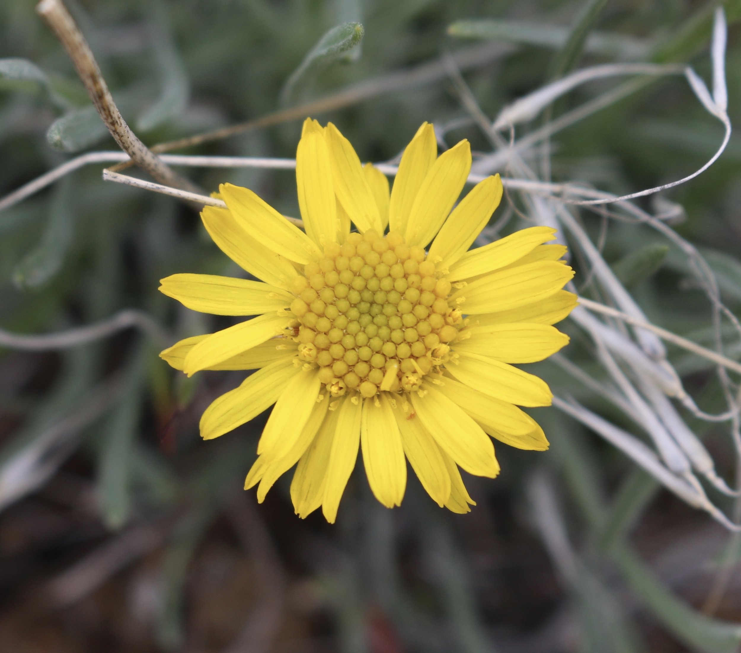 Desert yellow daisy (Erigeron
