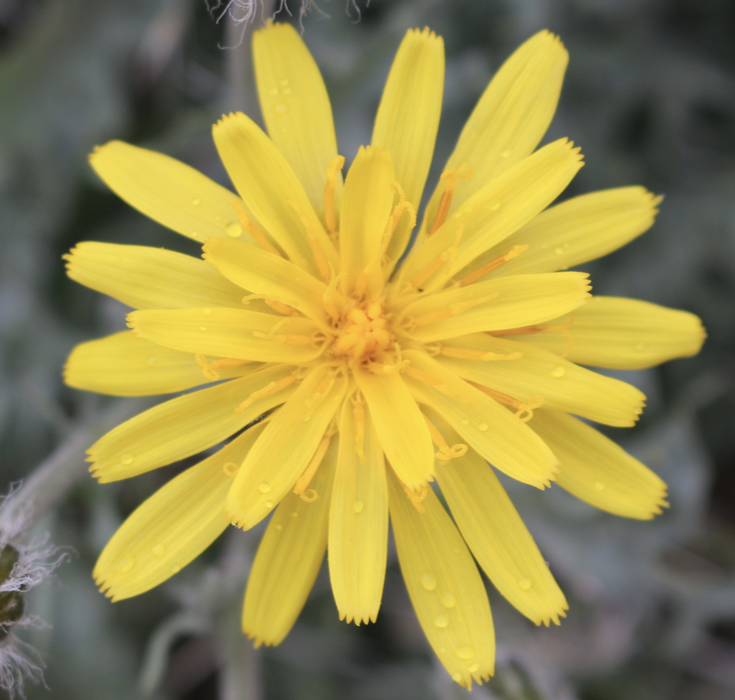 Low hawksbeard