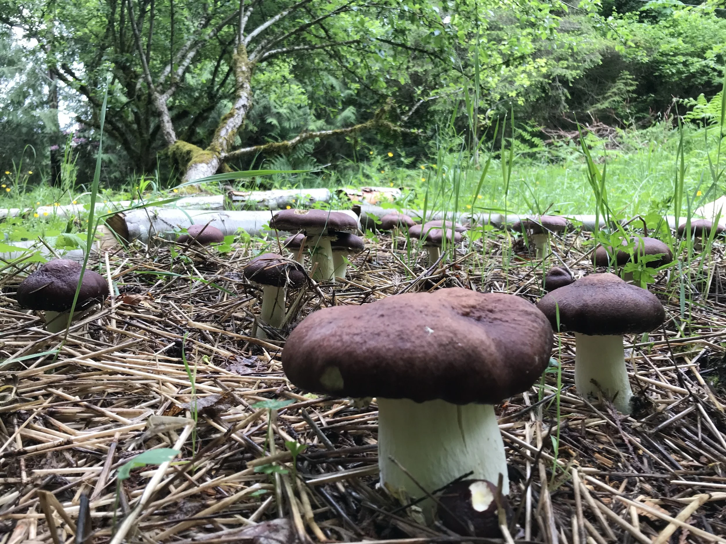 Weekend #3: Fermentation, Plant Propagation and Mushroom Inoculation