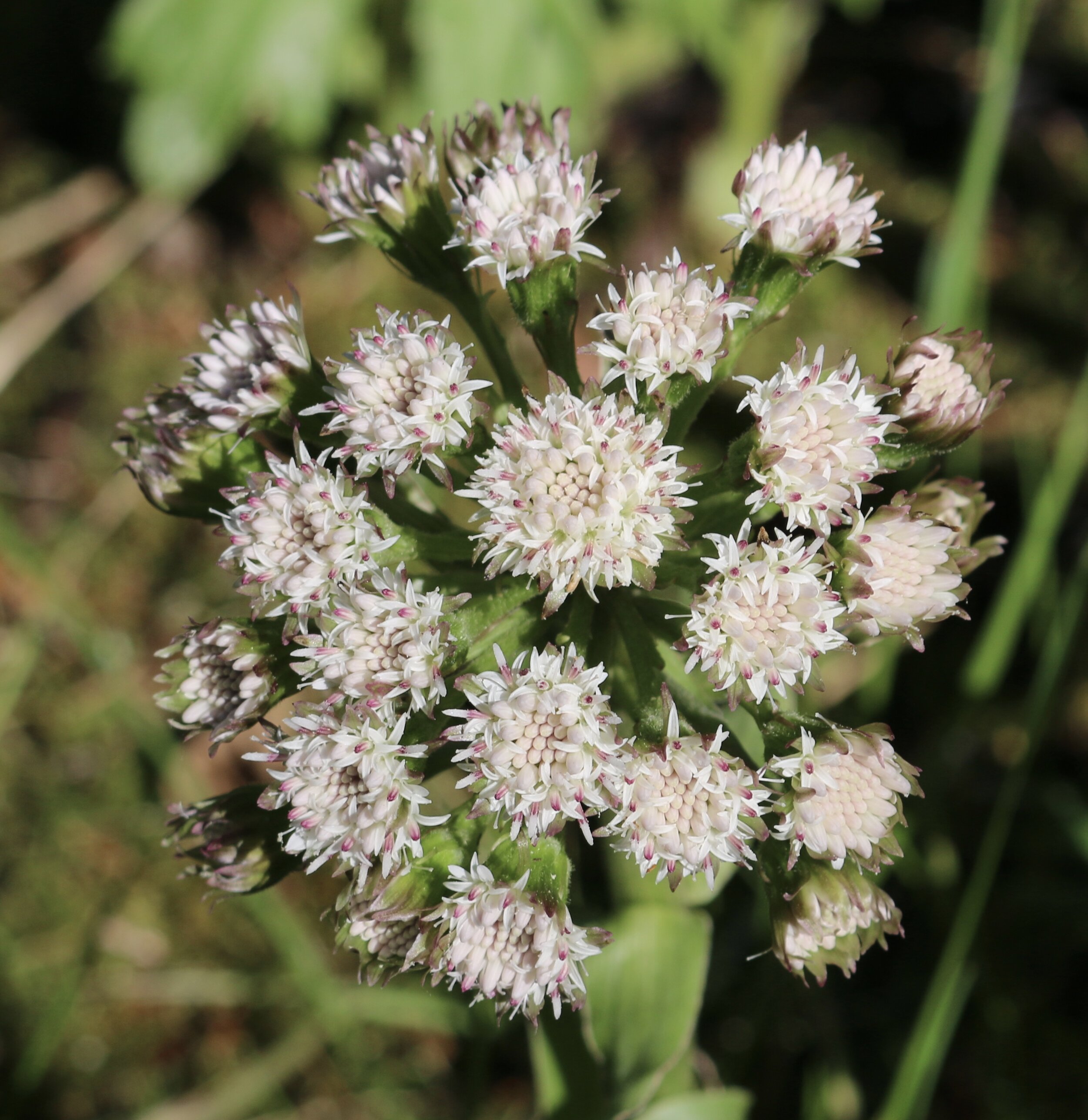 Palmate coltsfoot - Petasites frigidus