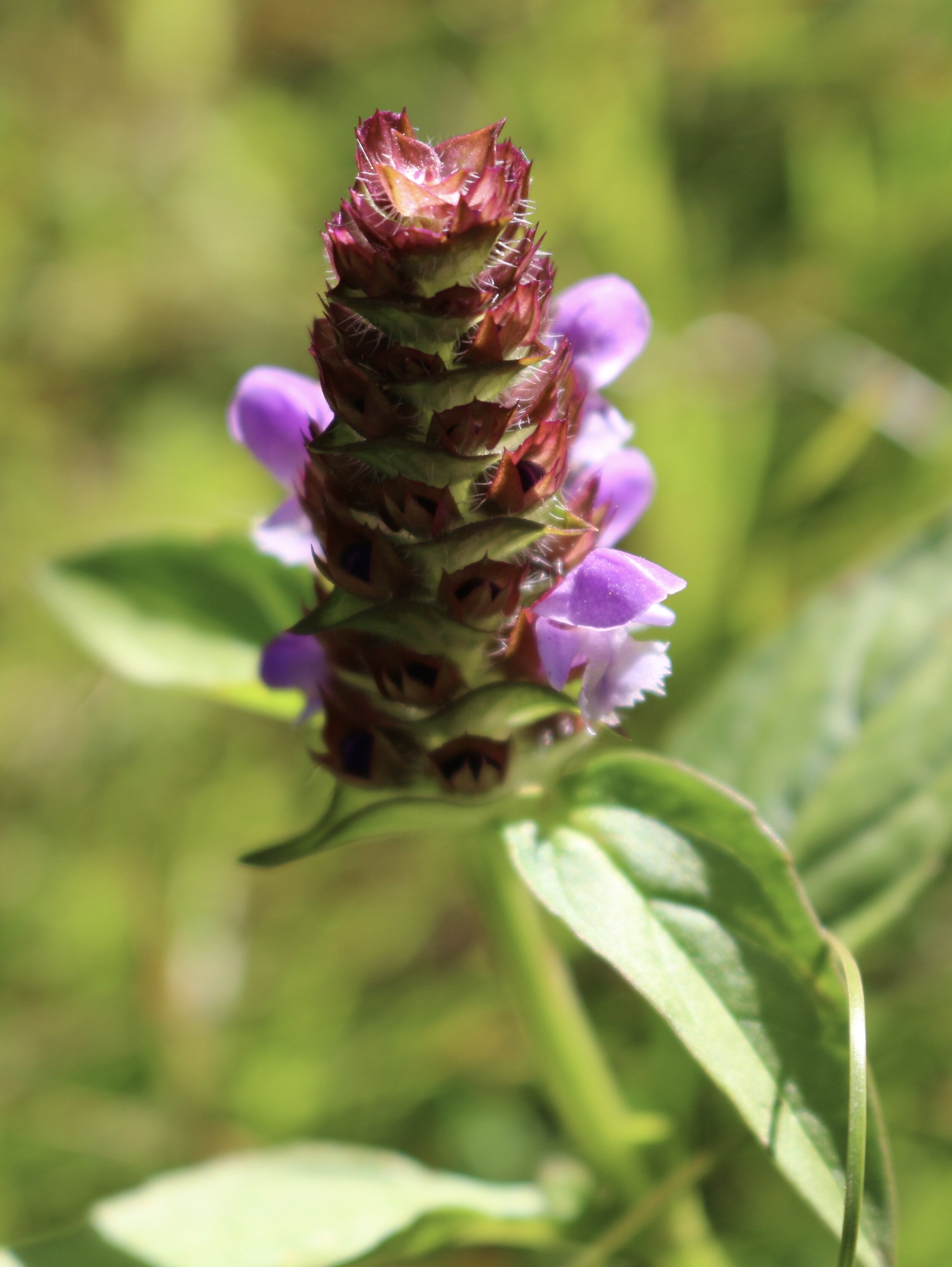 Self heal - Prunella vulgaris