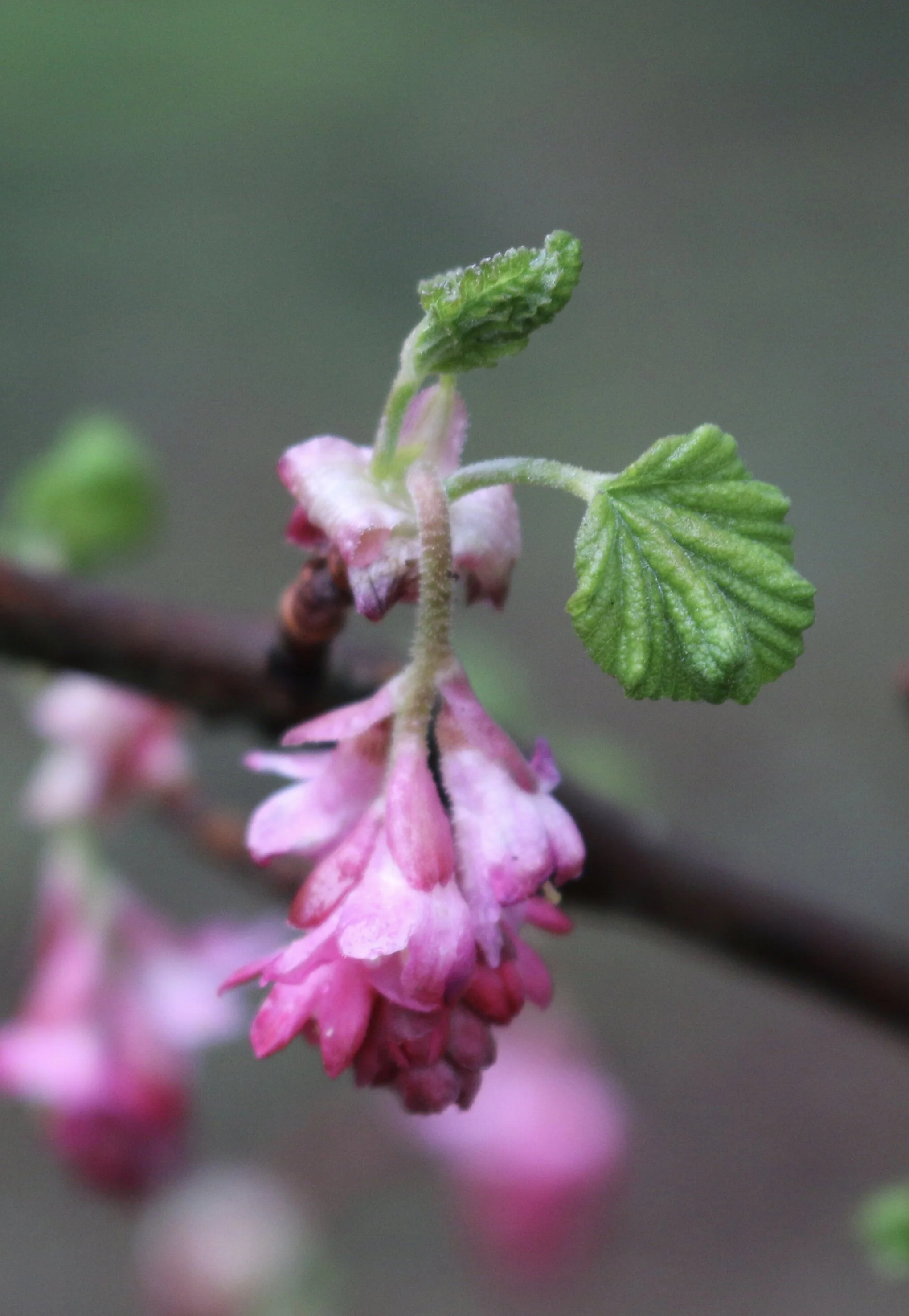 Plant Walk at Northern State Recreation Area
