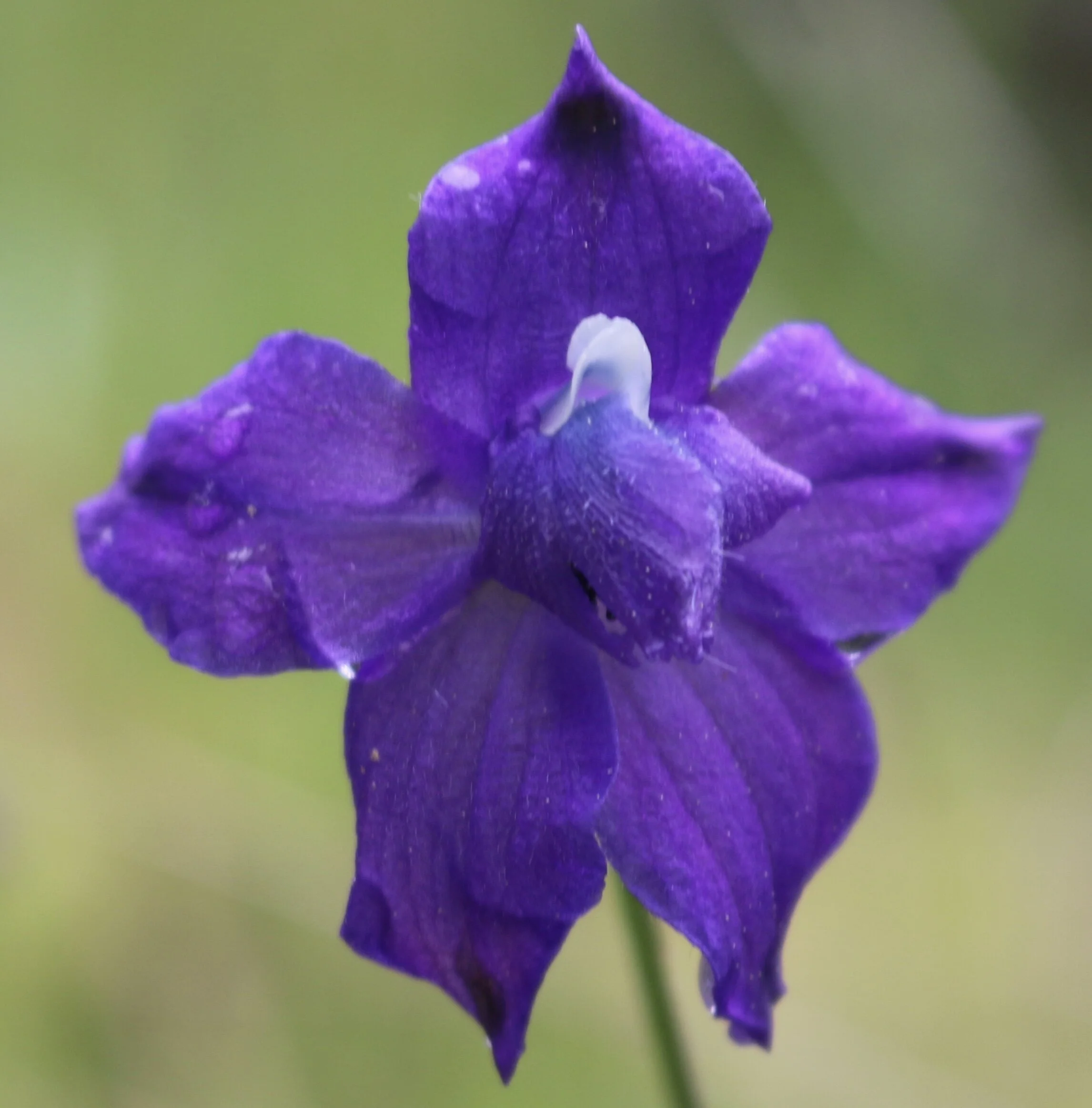 Plant Walk at Deception Pass State Park - West Beach/Goose Rock