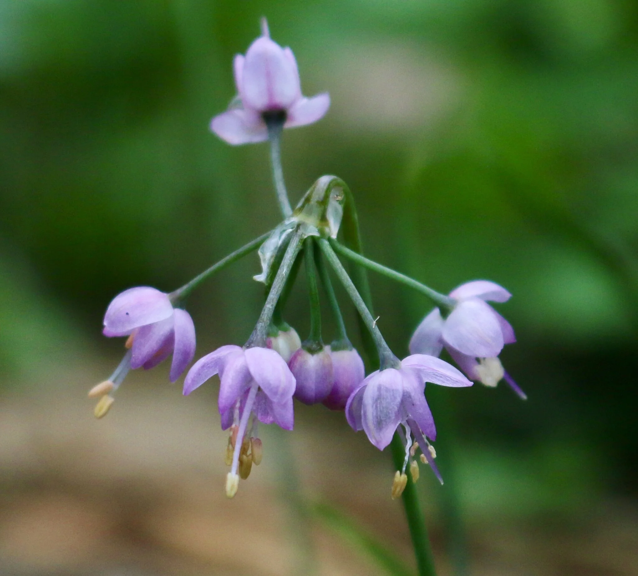 Plant Walk at Deception Pass State Park - Bowman Bay/Rosario Beach