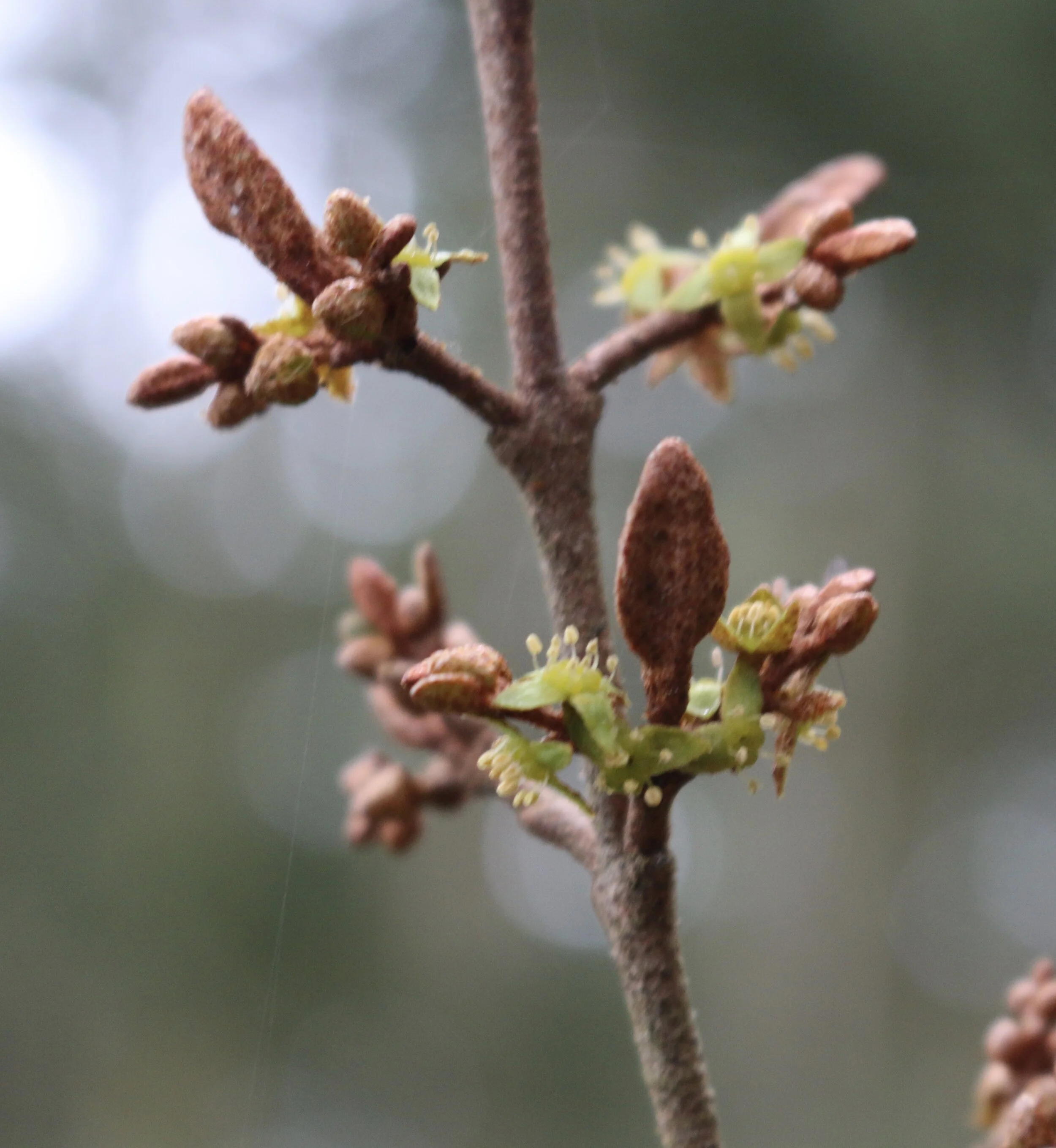 Plant Walk at Deception Pass State Park - Bowman Bay/Rosario Beach