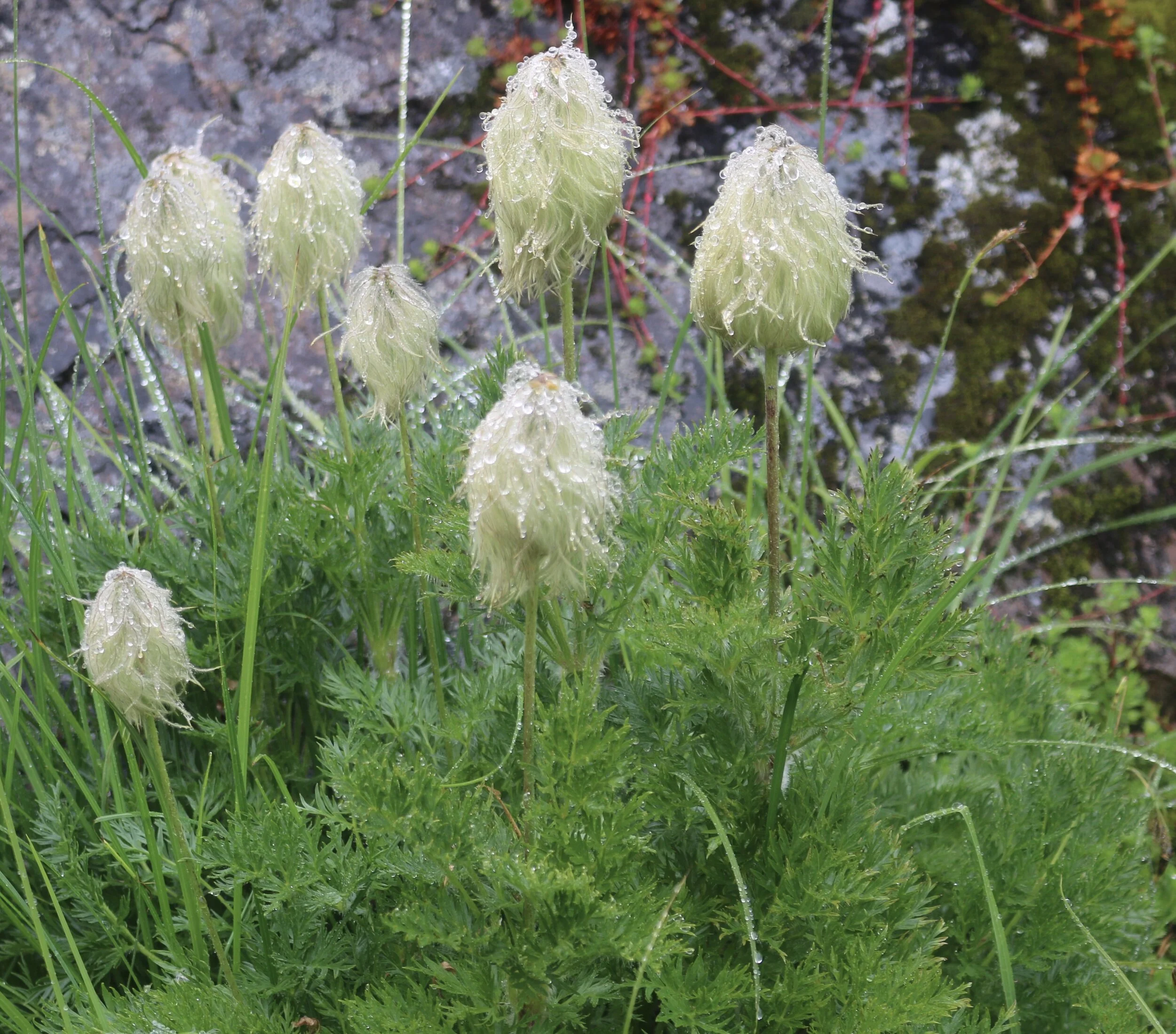 Weekend #6: Mount Baker Area