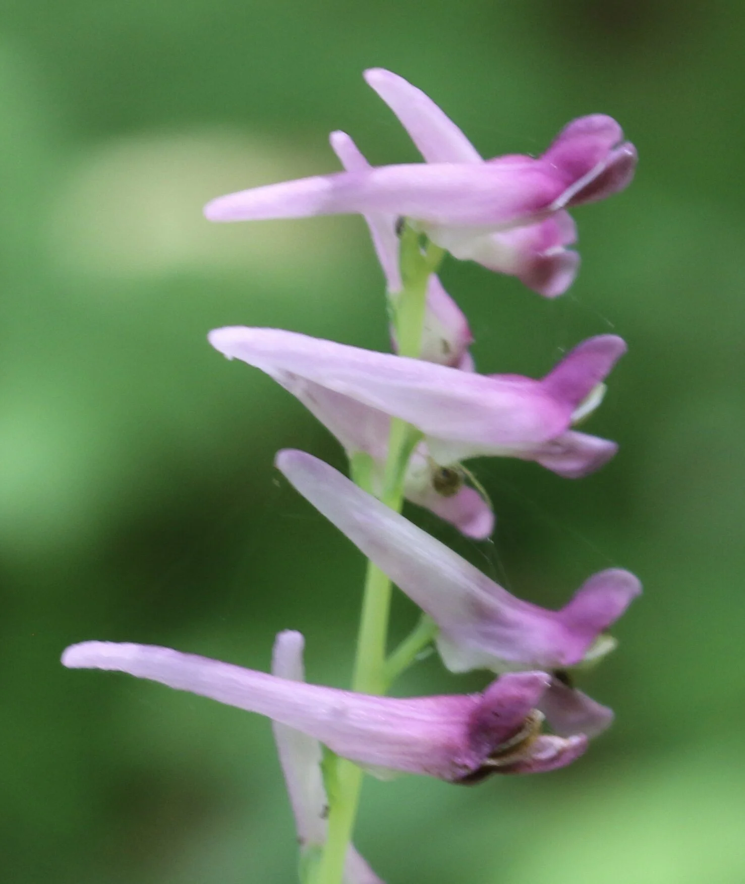 Weekend #4: Southwestern Washington