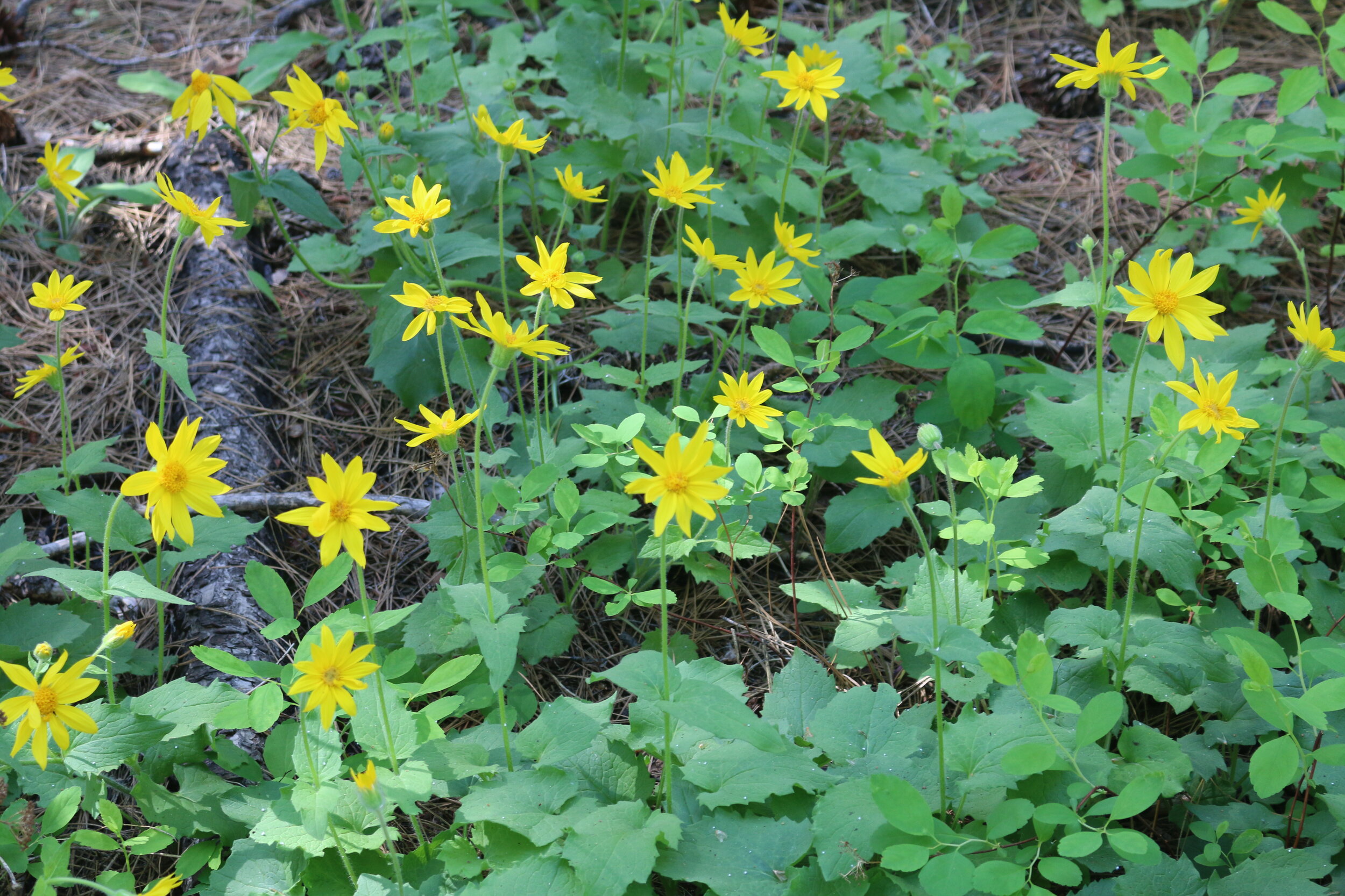 Weekend #3: Eastern Washington (Methow Valley)