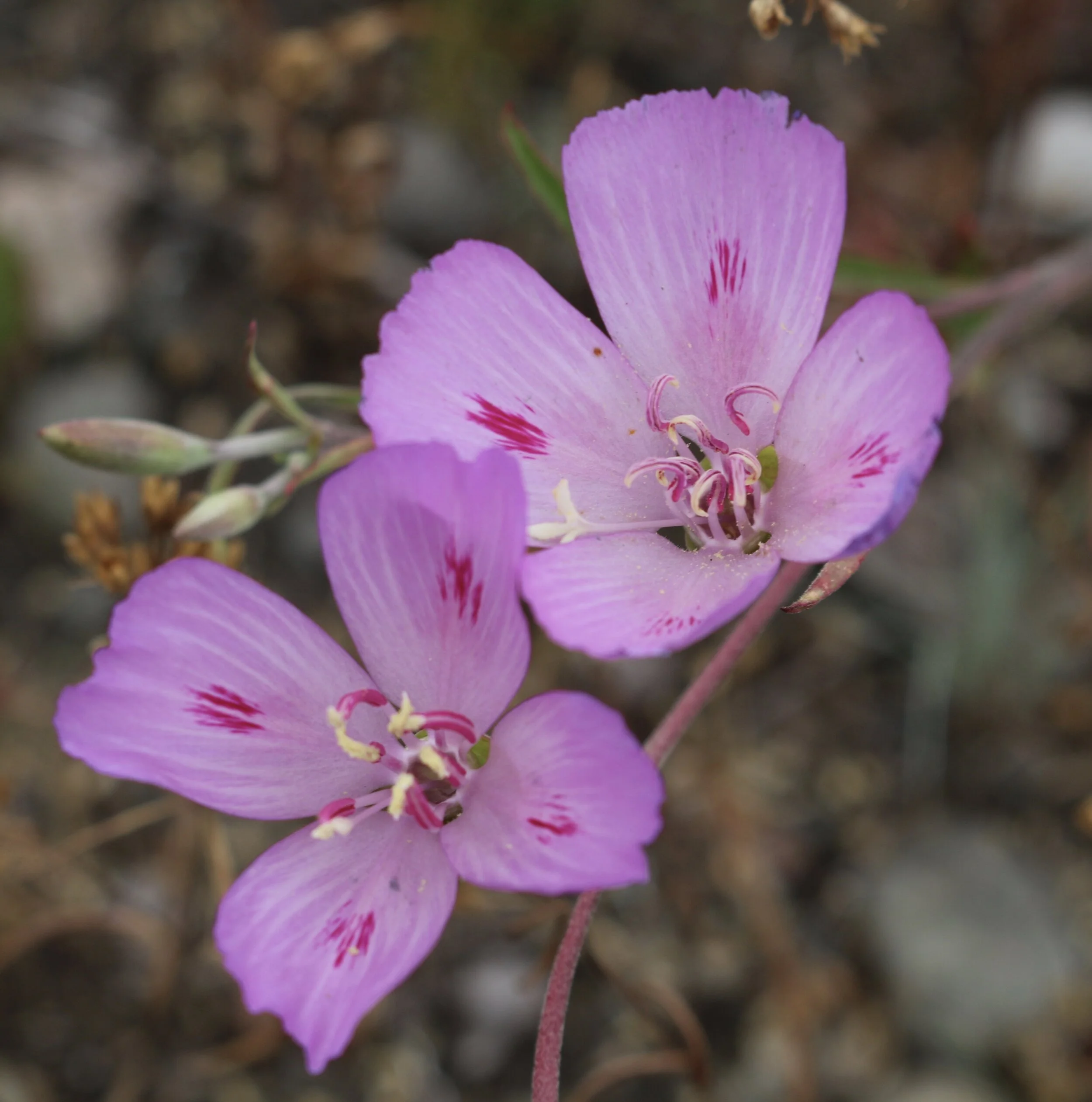 Weekend #4: Southwestern Washington