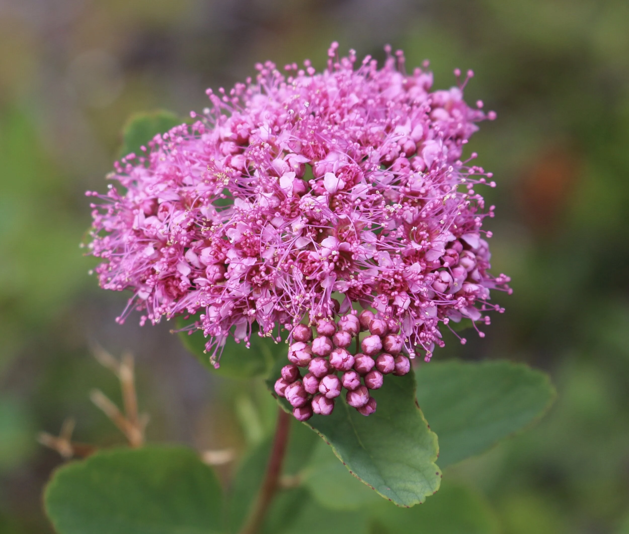 Weekend #6: Mount Baker Area