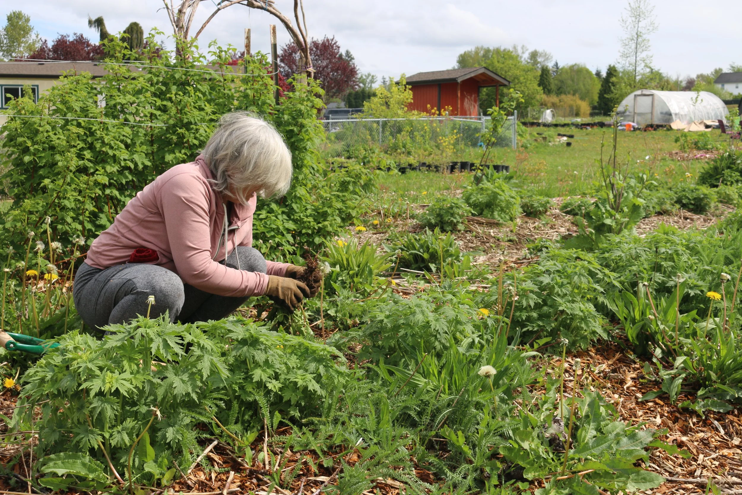 Class #1: Medicinal Herb Propagation and Water Medicines 