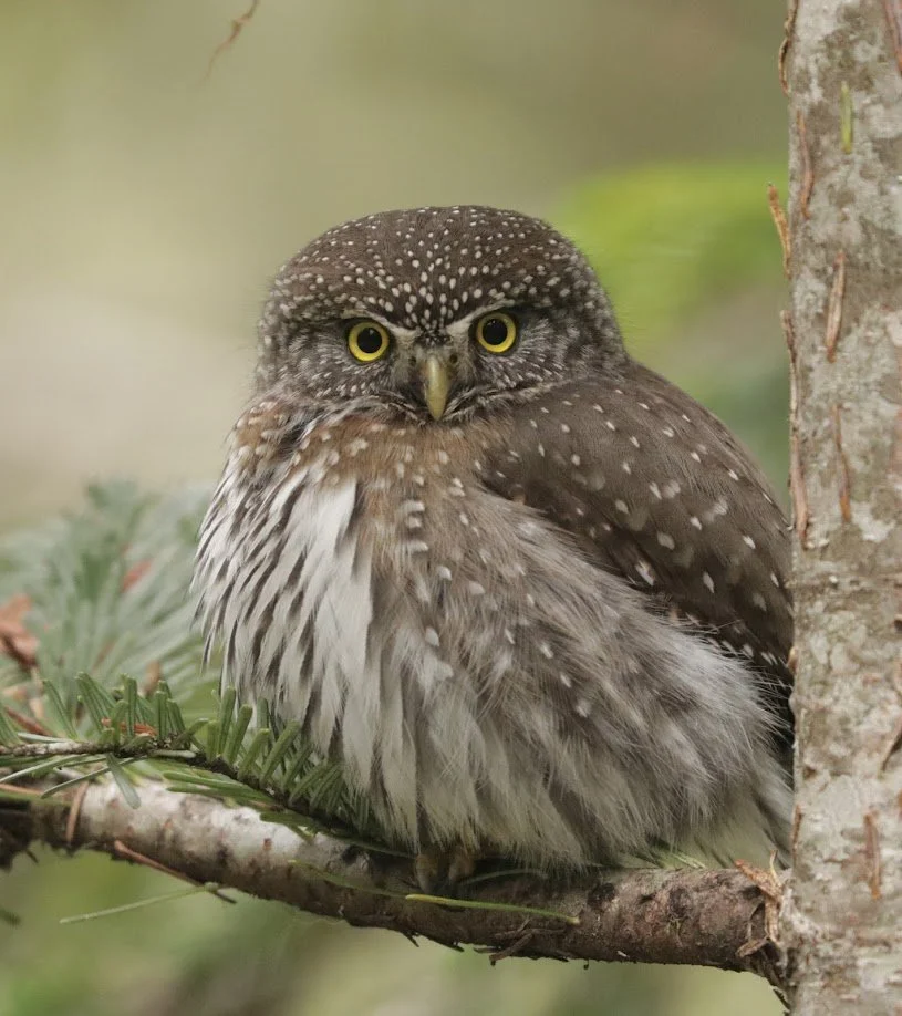 Weekend #2: Urban Wildlife and Ecology