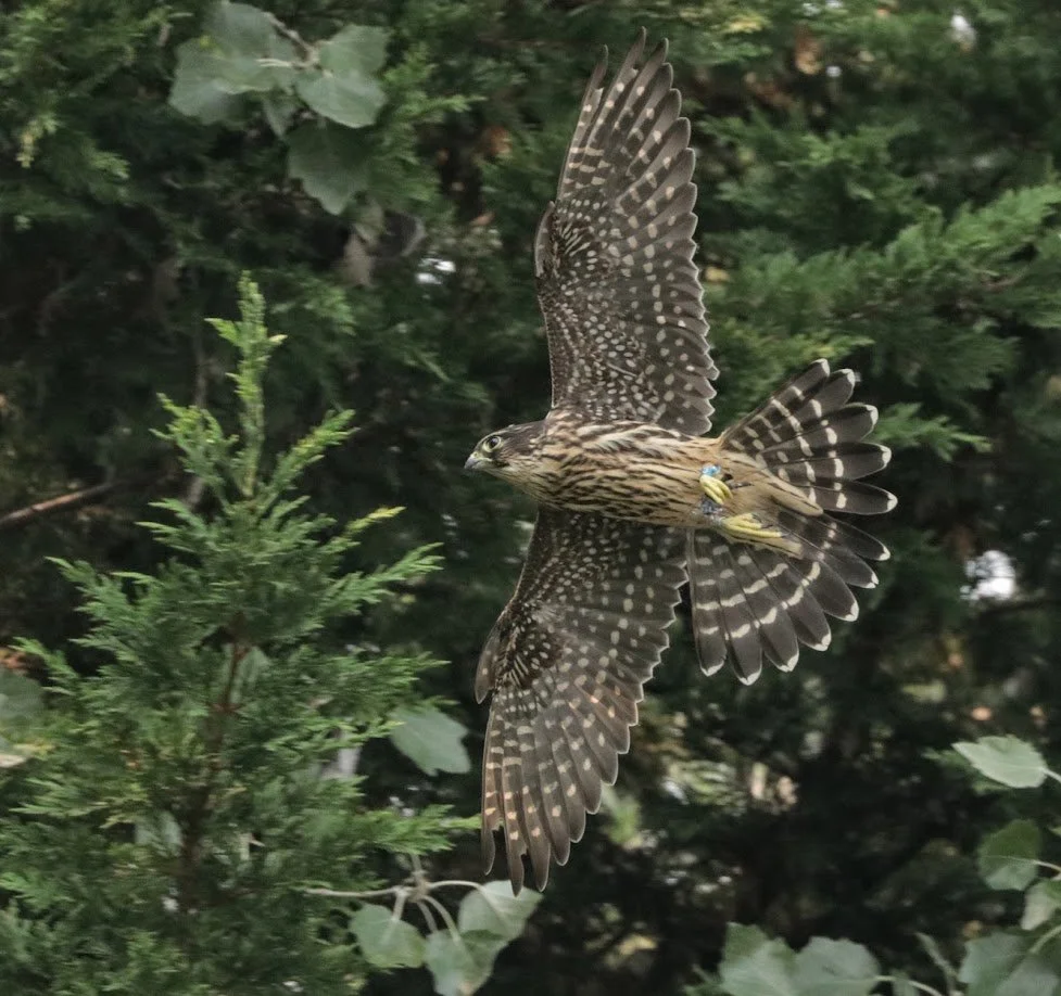 Weekend #10: Winter Raptors and Naturalist Wrap-Up