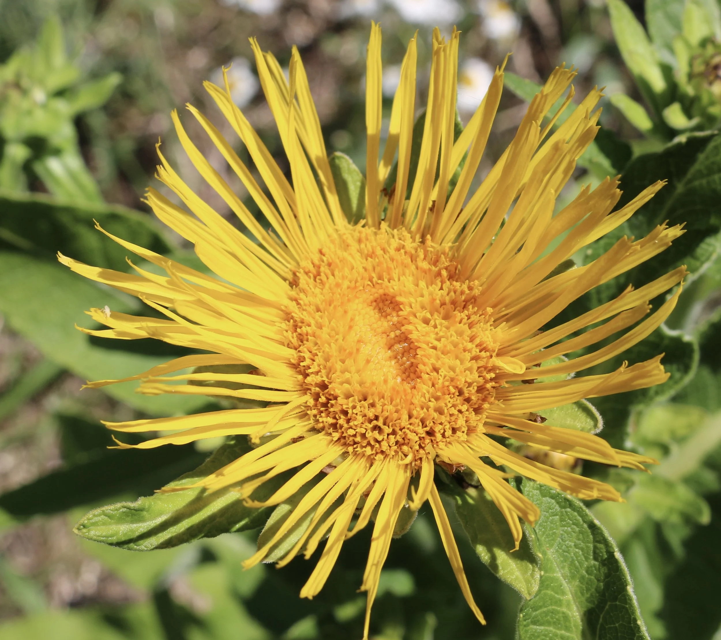 Day 3: Soils Part 2, Composting, Compost Teas, Biochar and more Soil Amendments