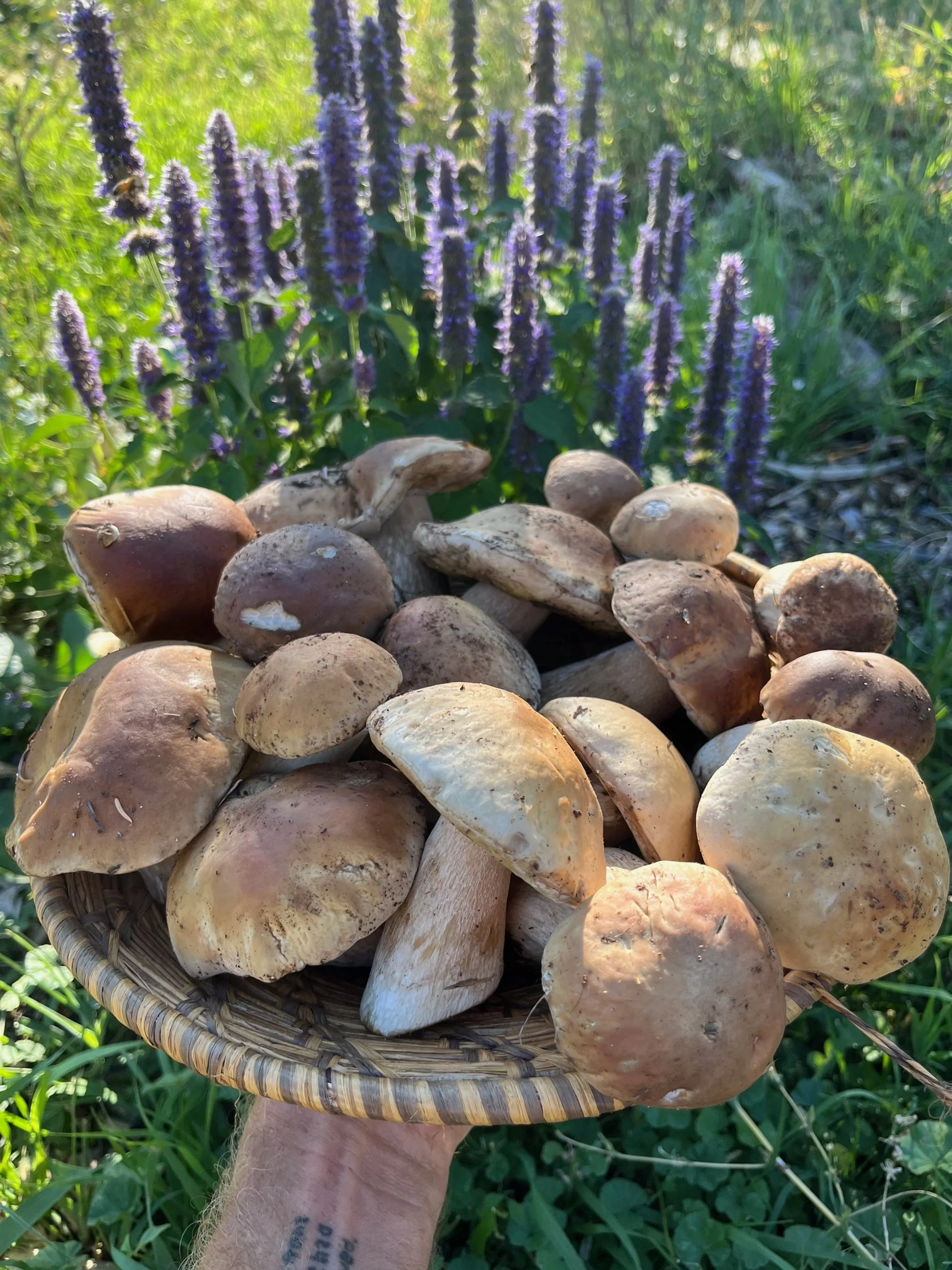 Acorns, Lions Mane and Fall Feast - Klickitat 