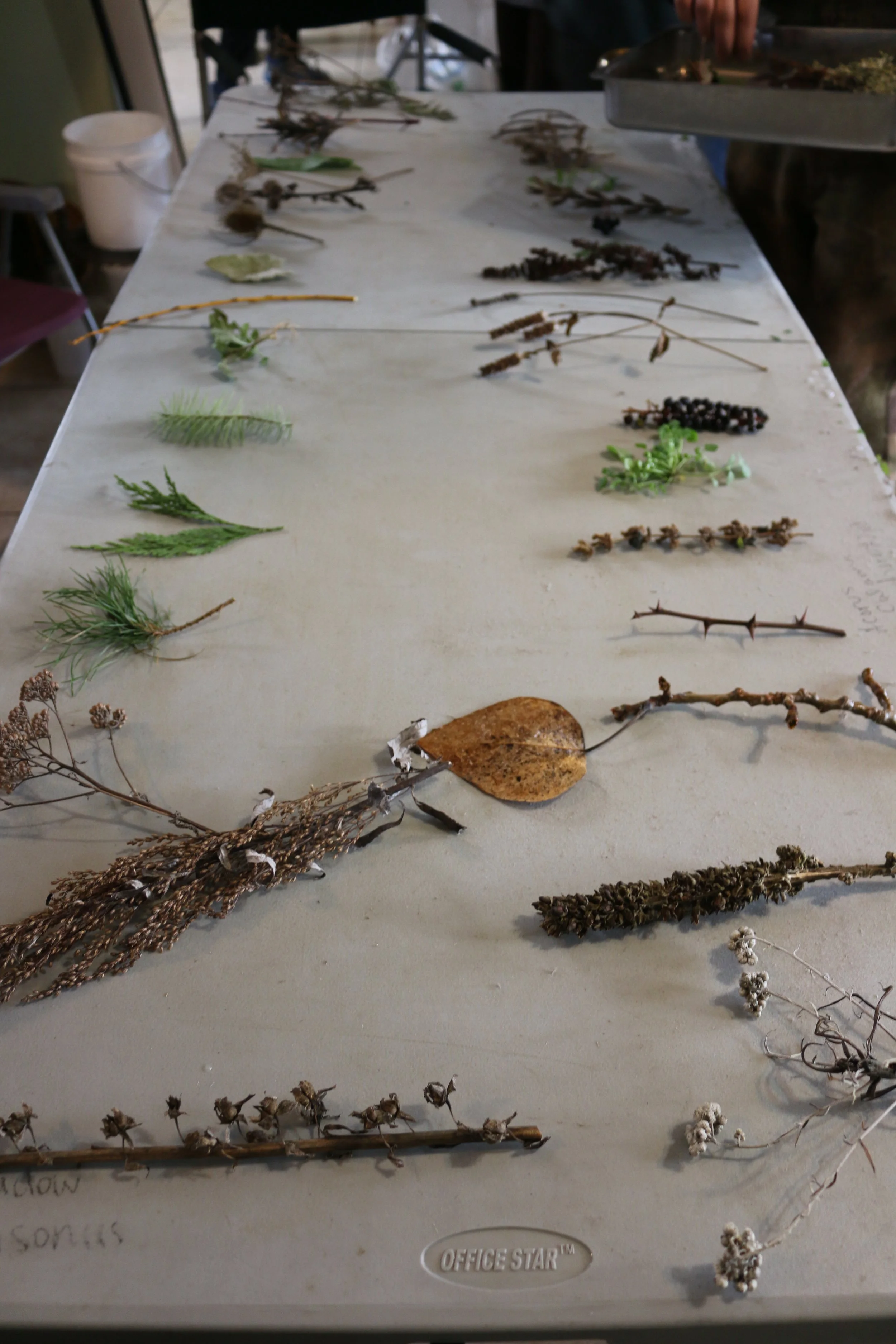 Weekend #10 - 1 DAY Winter Plant ID, Celebration of knowledge