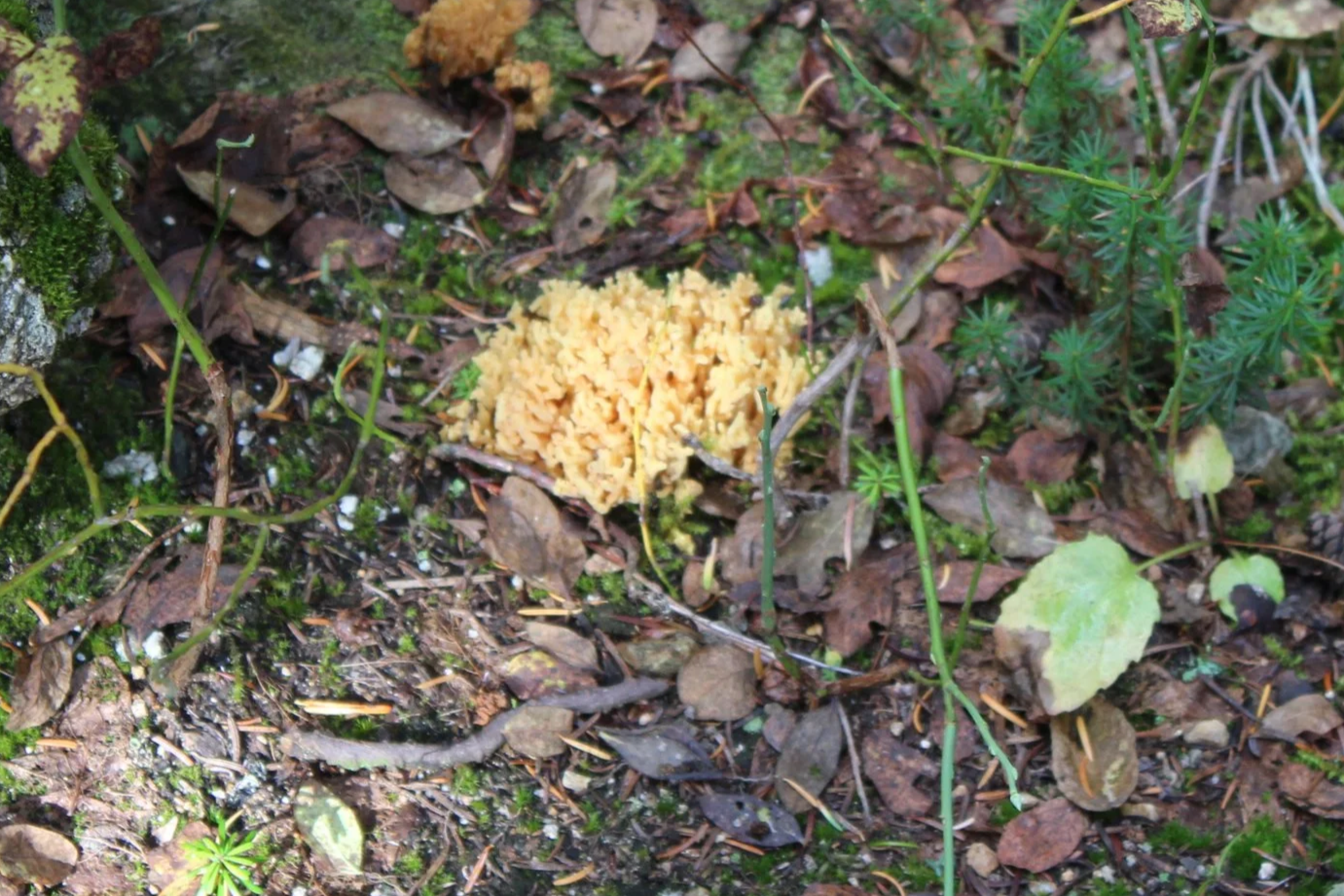 Fall Mushroom Walk, Mycology Course