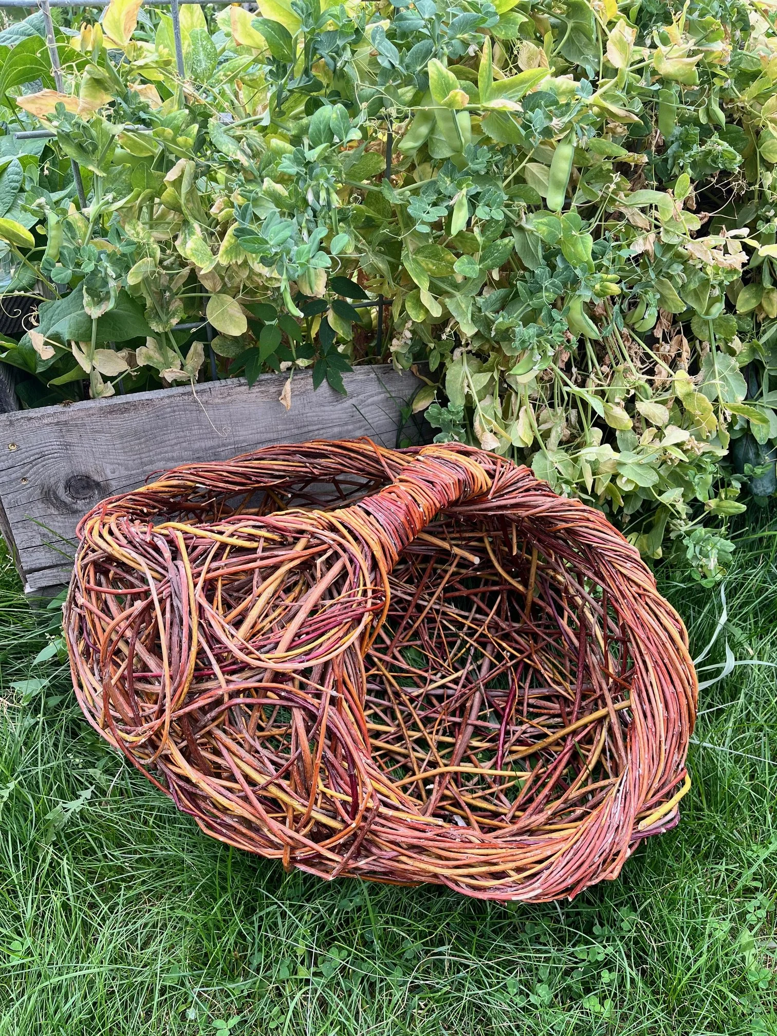 Random Weave Willow and Red Osier Basket ( Chaos Basket)