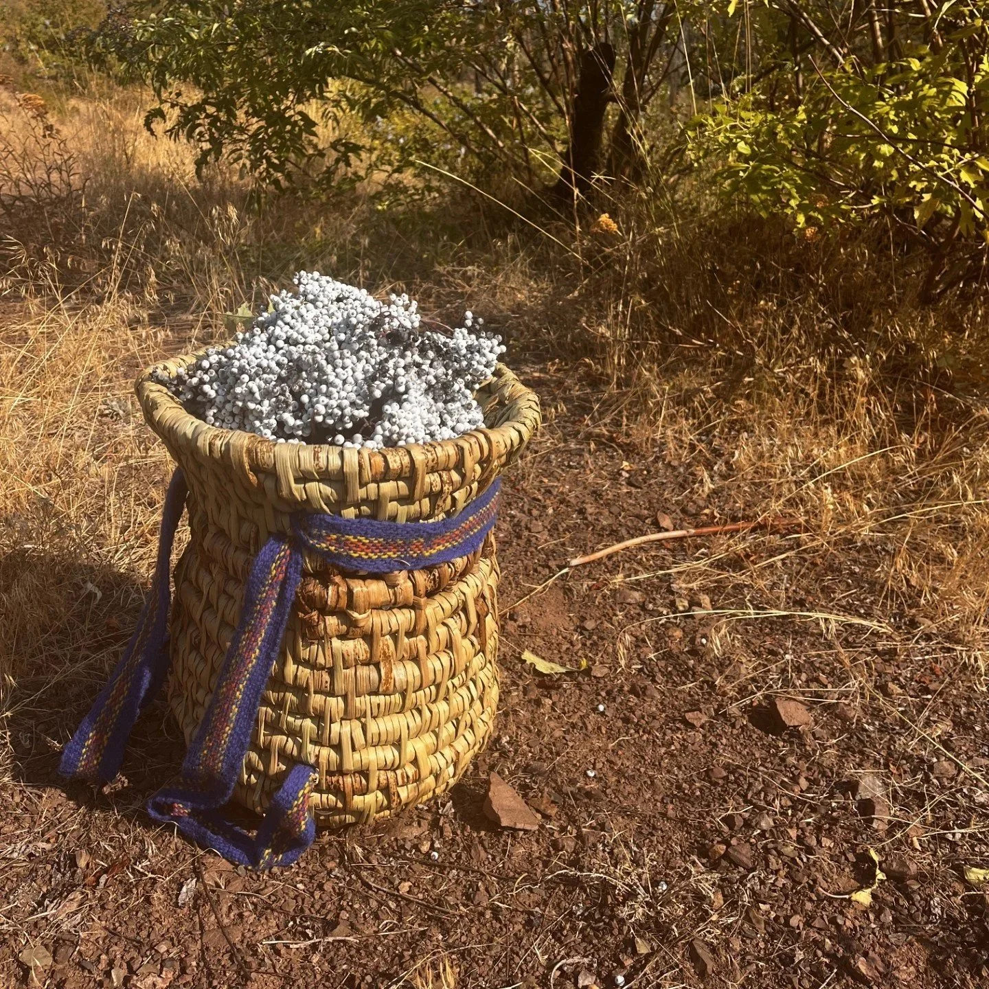 Coiled Tule and Cattail Pack Basket and Woven Straps