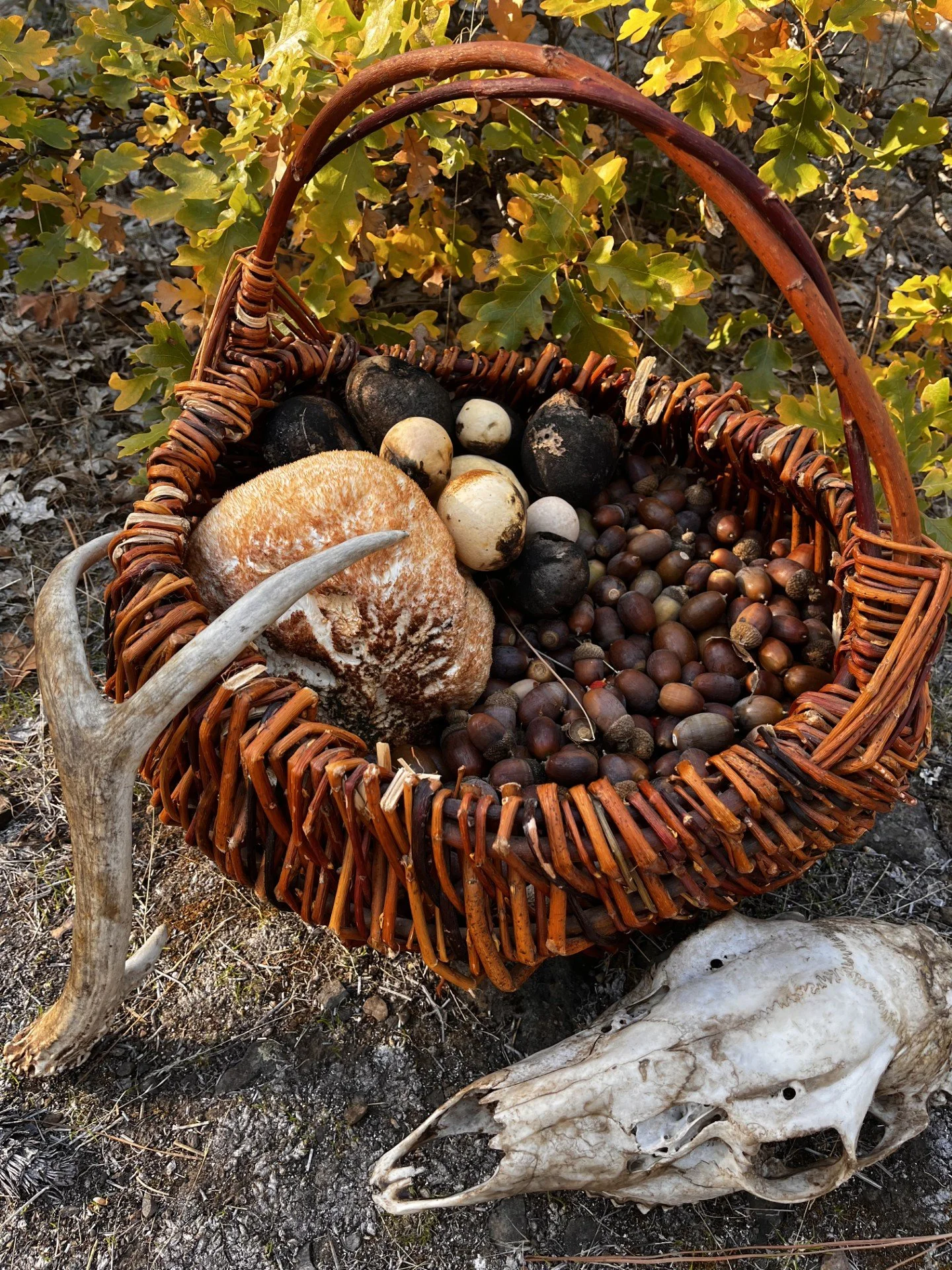 Acorns, Lions Mane and Fall Feast -Klickitat