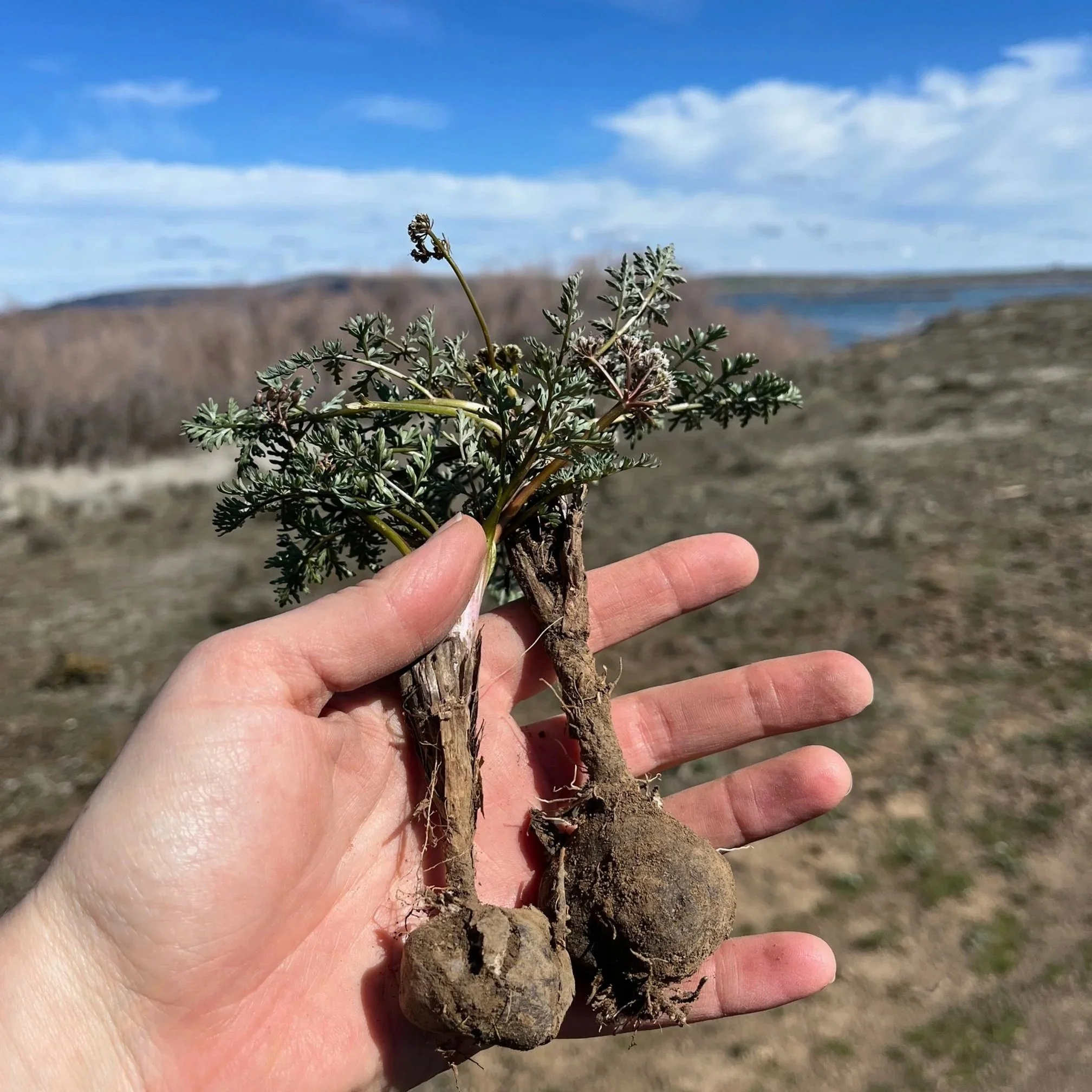 Roots and Shoots - Columbia Basin