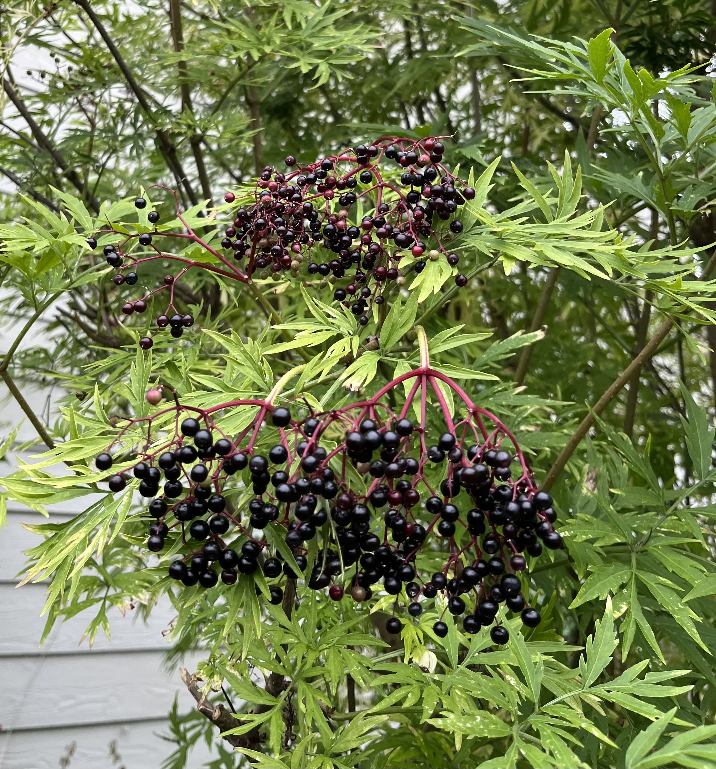 IMG_0214.jpeg