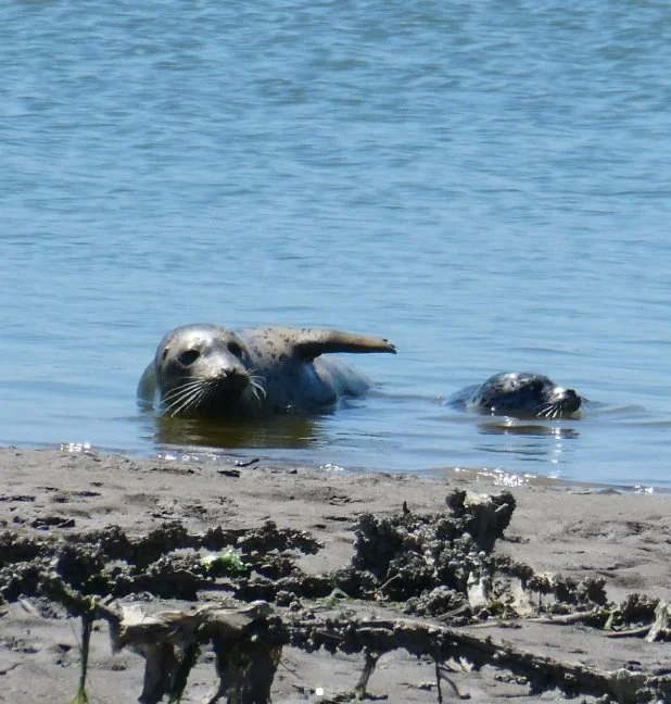 Weekend 2, Summer Naturalist Immersion