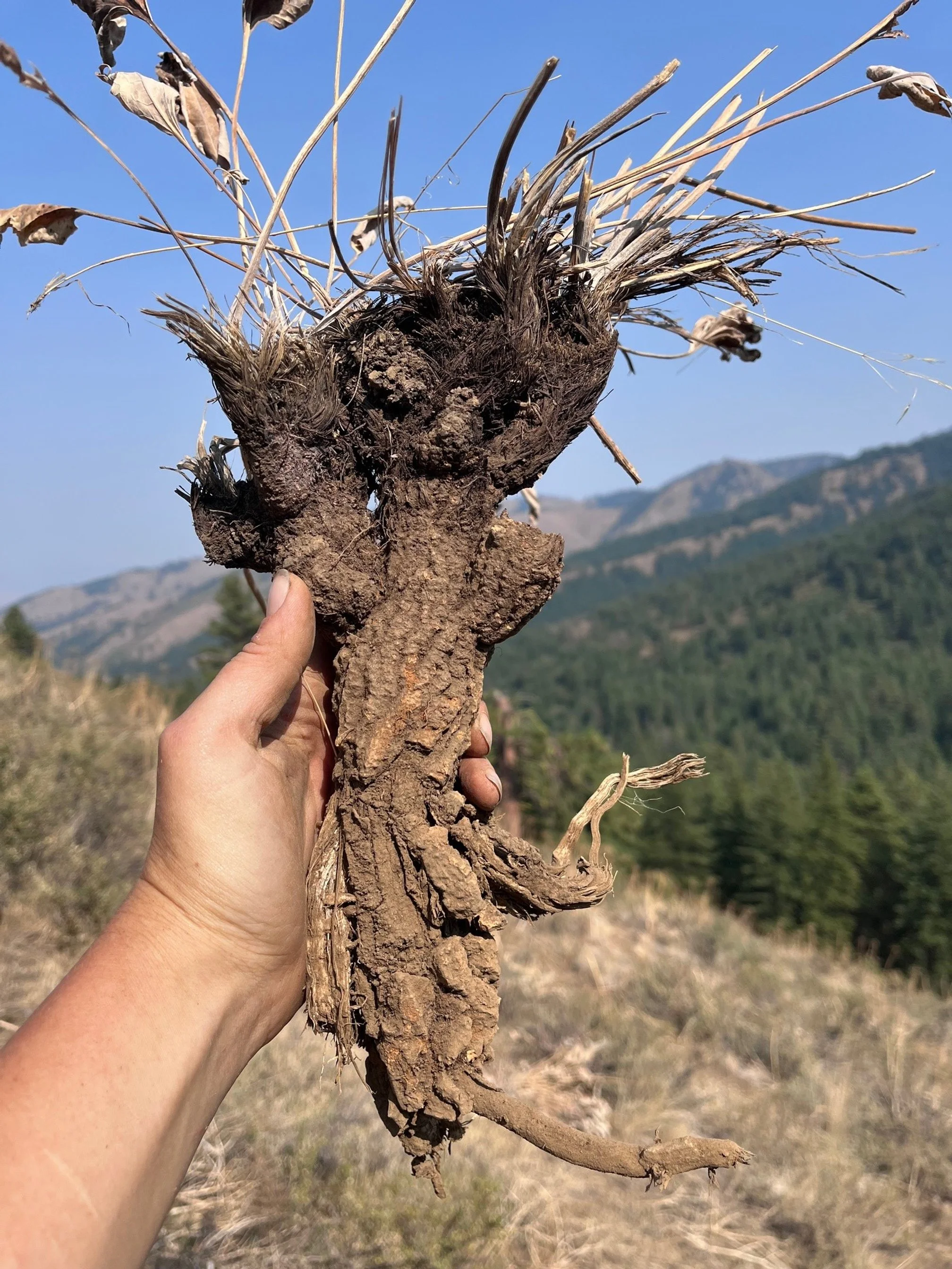 balsamroot.jpg