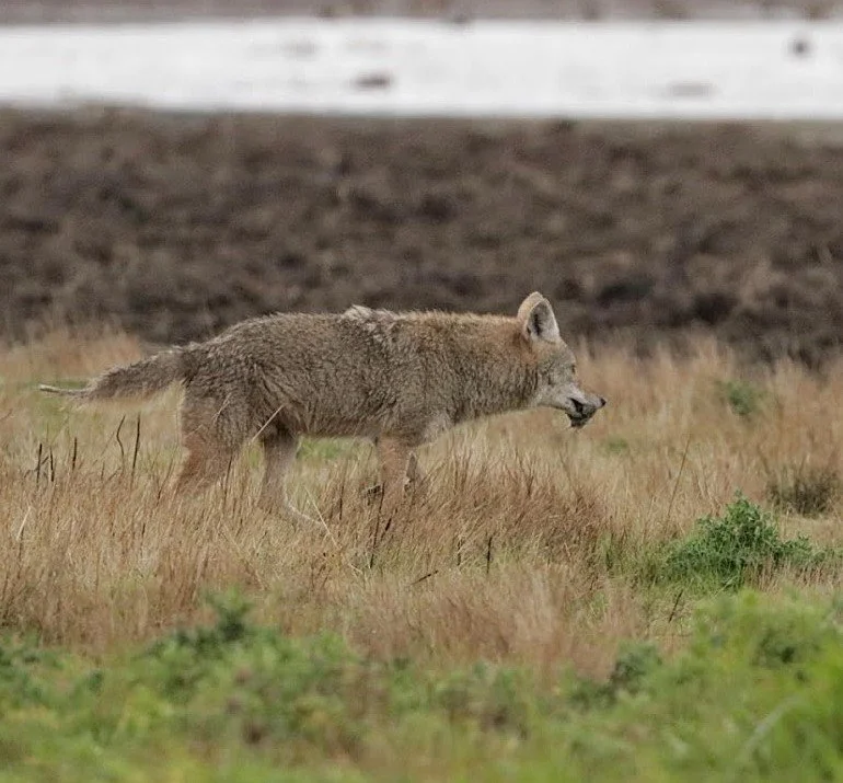 coyote hunting.JPG