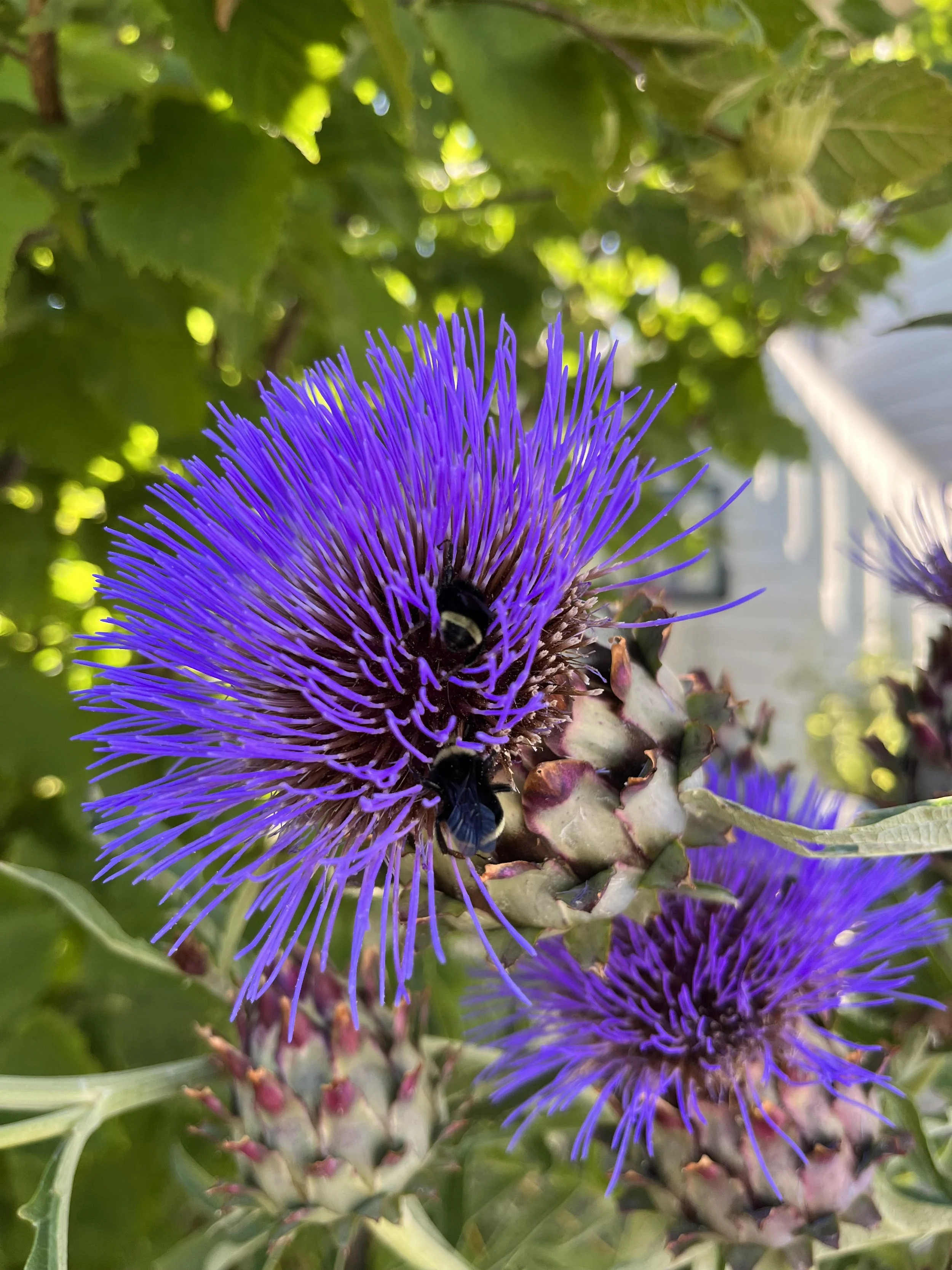 cardoon bumble.jpg