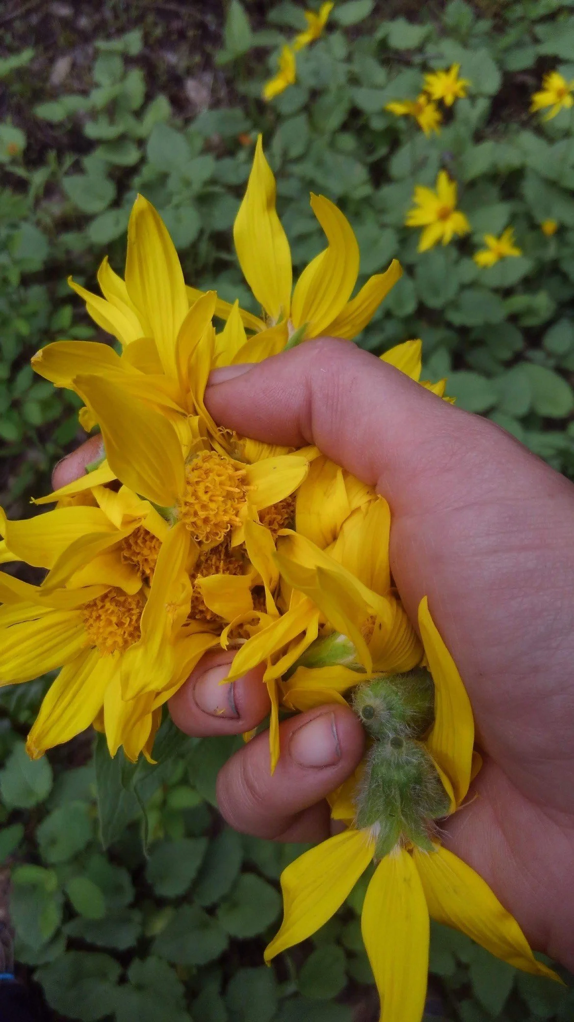 arnica.jpg