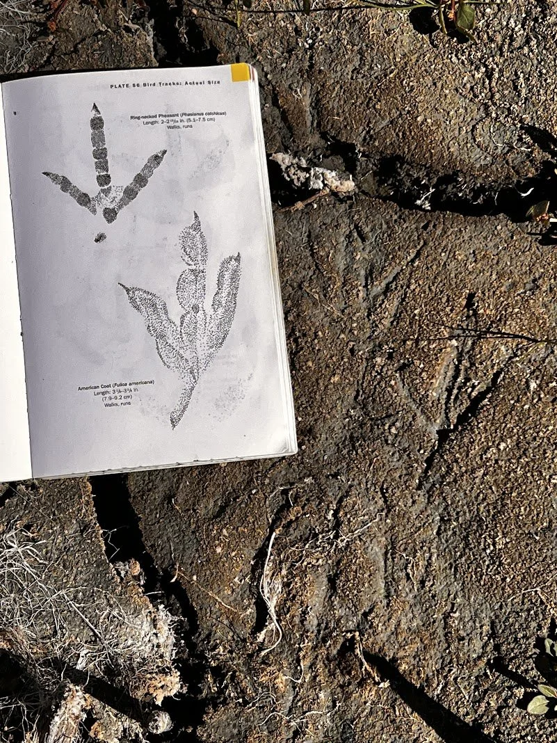 tracking field guide.JPG