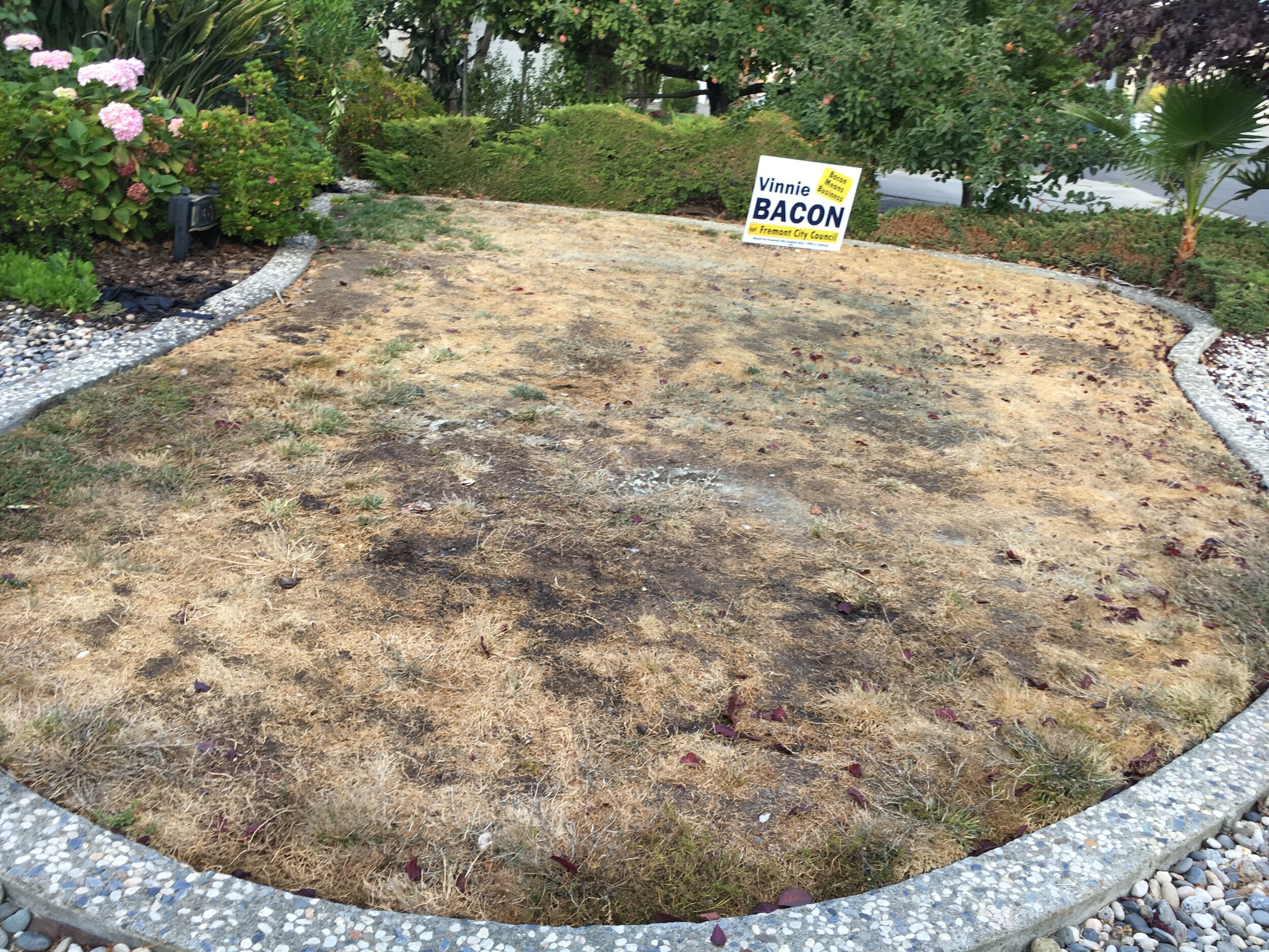 Before-Grass Lawn