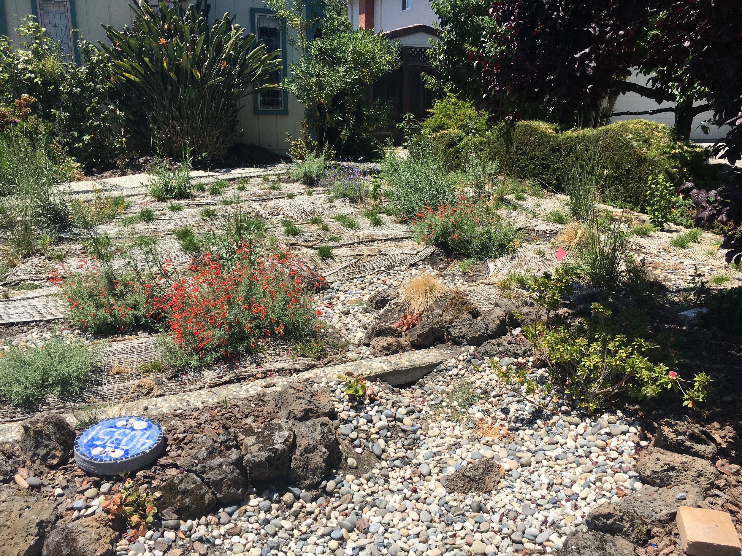 After-Rain Garden with California Native Plants