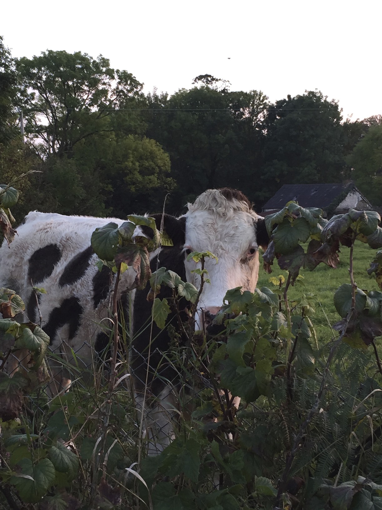 One of the locals at Park South Bed and Breakfast Inn, Mallow, Cork
