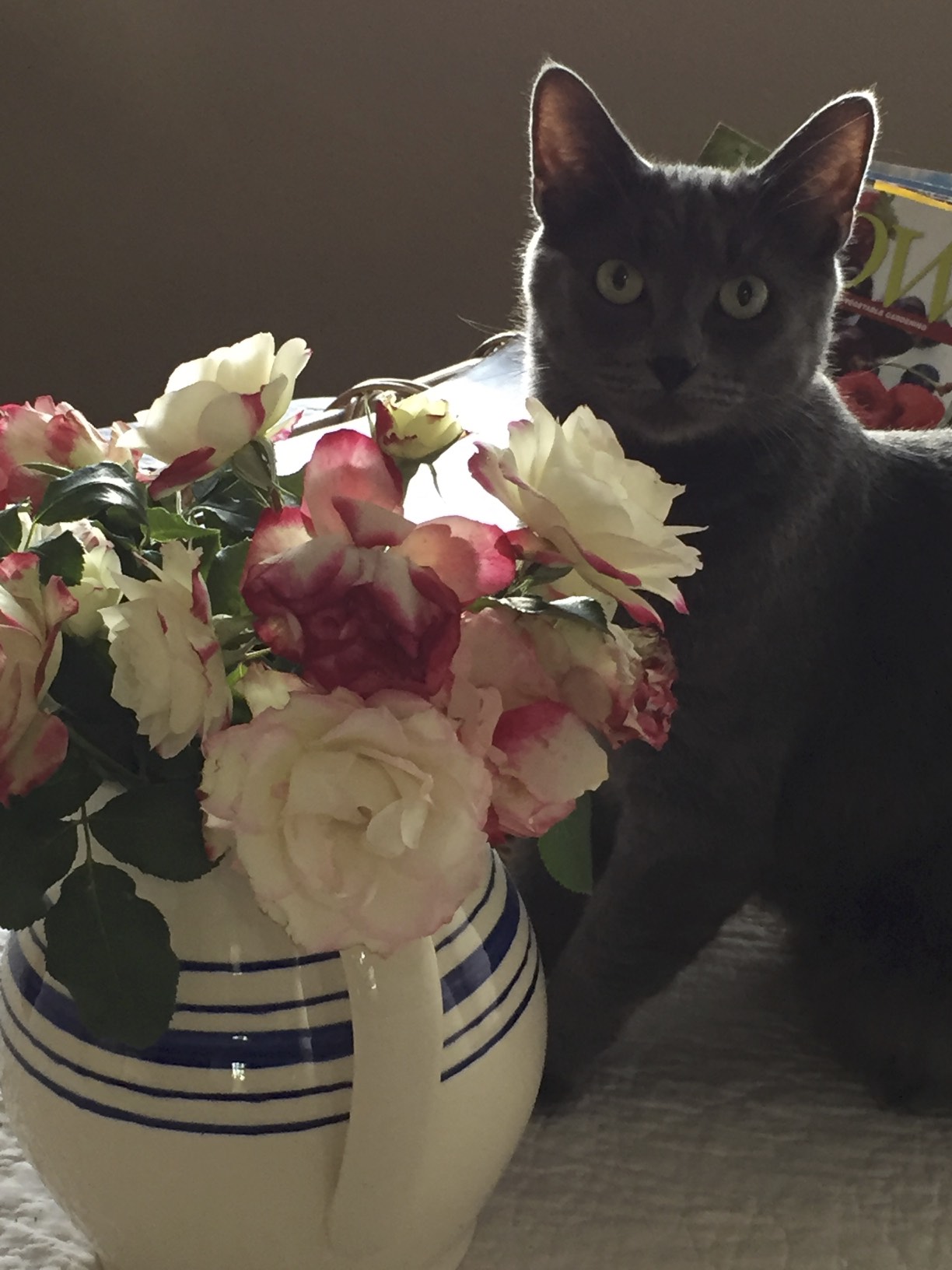 Gandalf chooses to pace his busy day of grooming, eating, and sleeping by stopping to smell the roses.&nbsp;