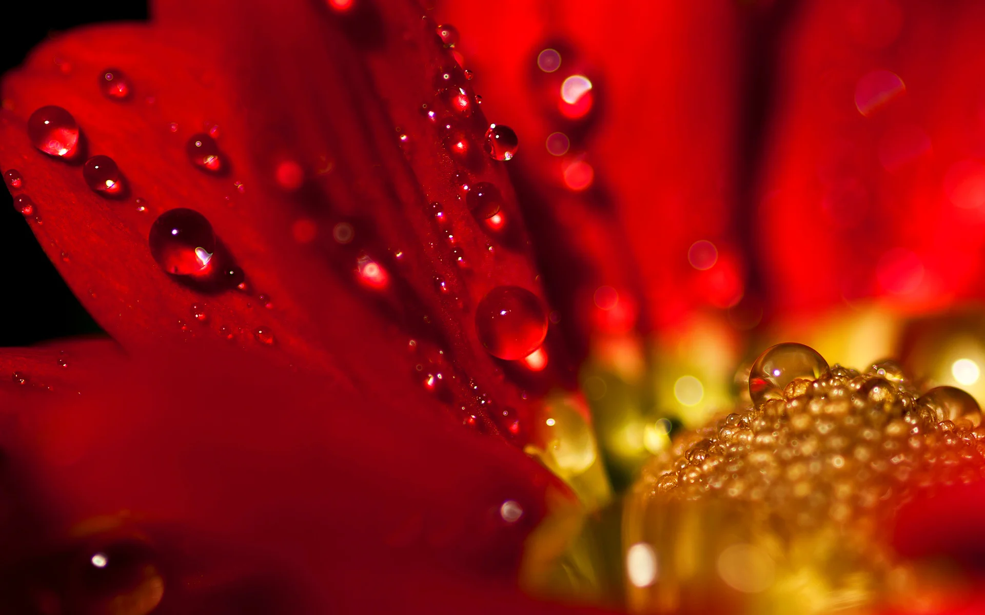 heart-of-a-flower.jpg