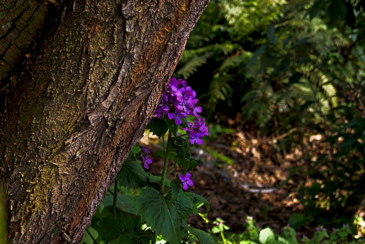 Purple Flowers.jpeg