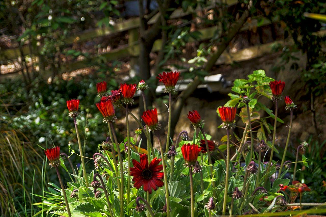 Red Flowers.jpeg