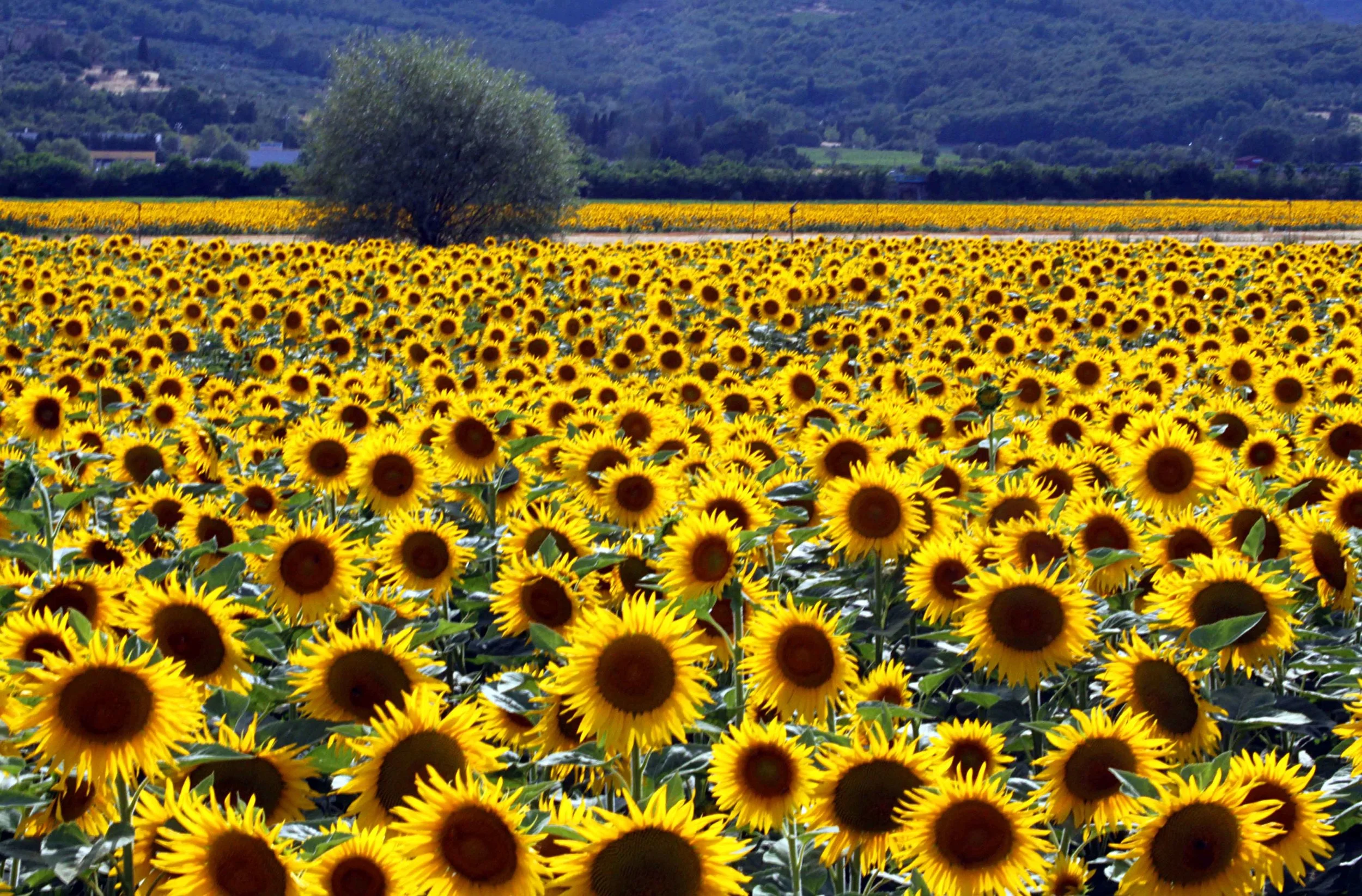 sunflowersa.jpg