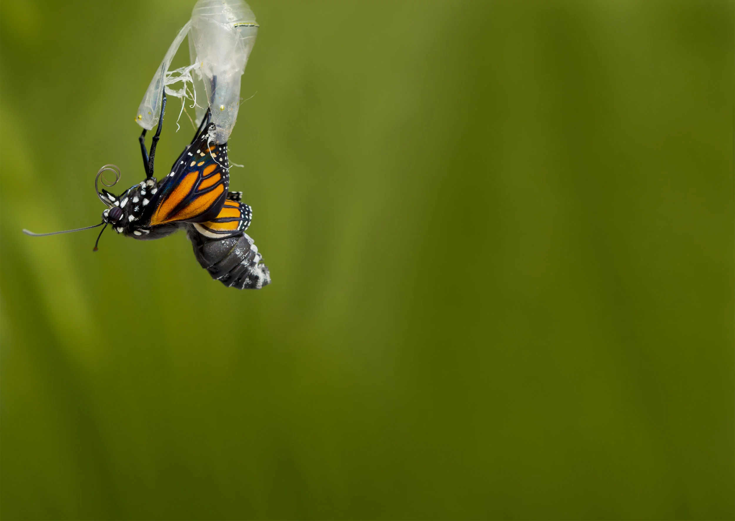 You Long For Return – The Form Reality Practice