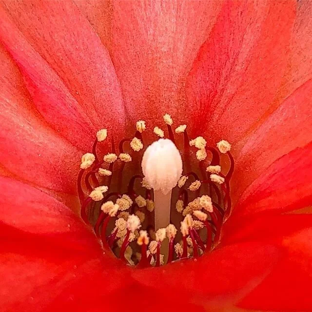 We Are Origin-Flowers 