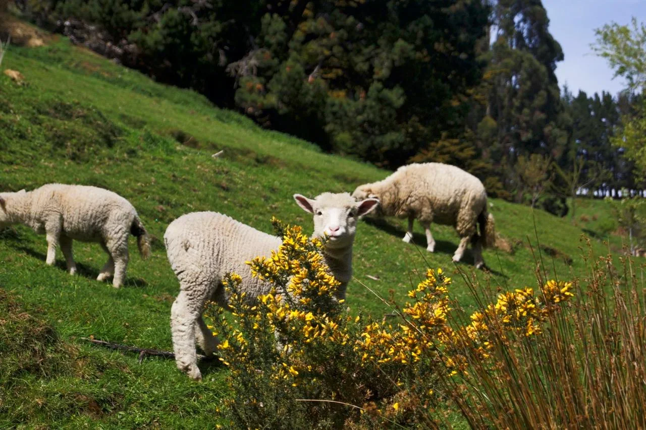 Lambs.webp