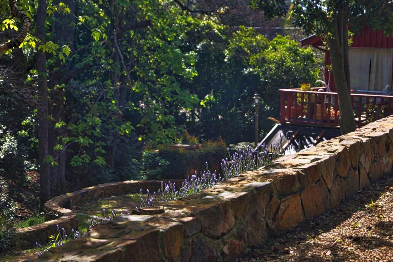 Lavender+over+wall.webp