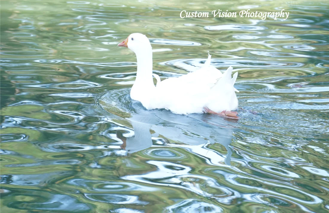 duck-water-ripples-wtag.jpg