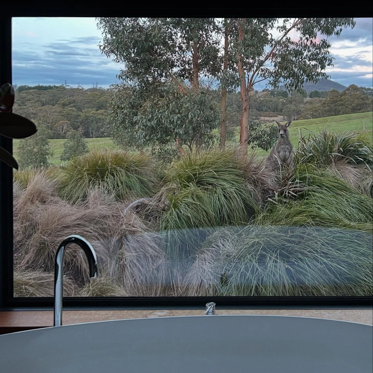 Local roo keeping the grass down outside the bath at Blairs Lane house.