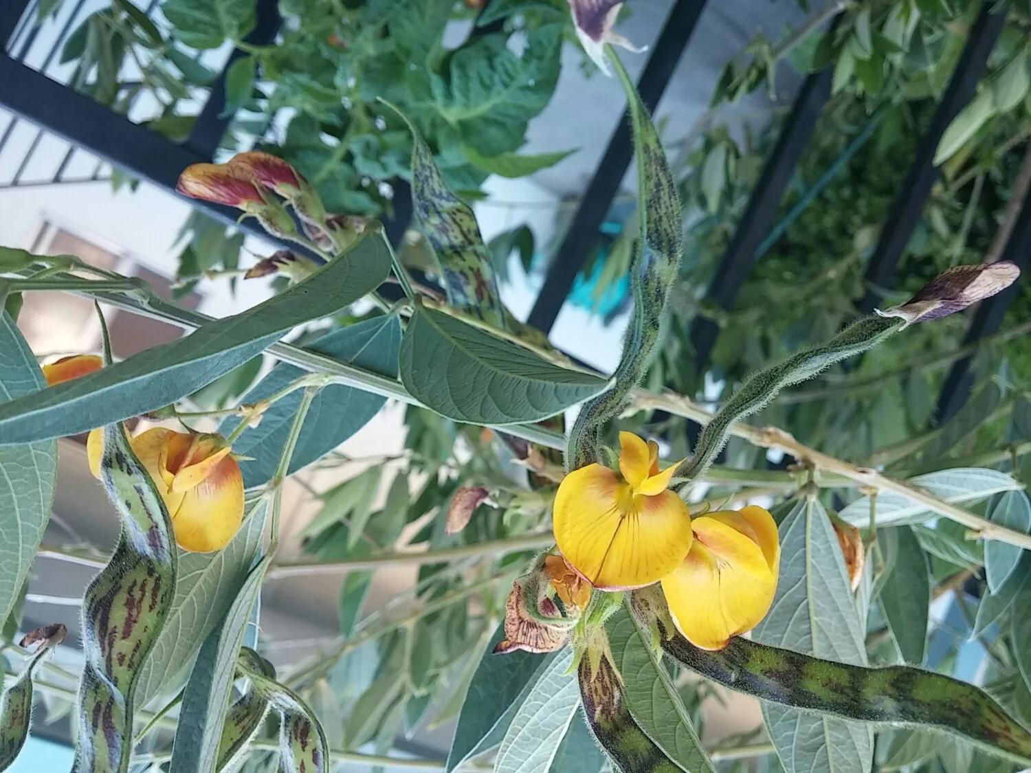 Flowers, leaves & seed pods. / Flores, hojas y vaina de semillas.