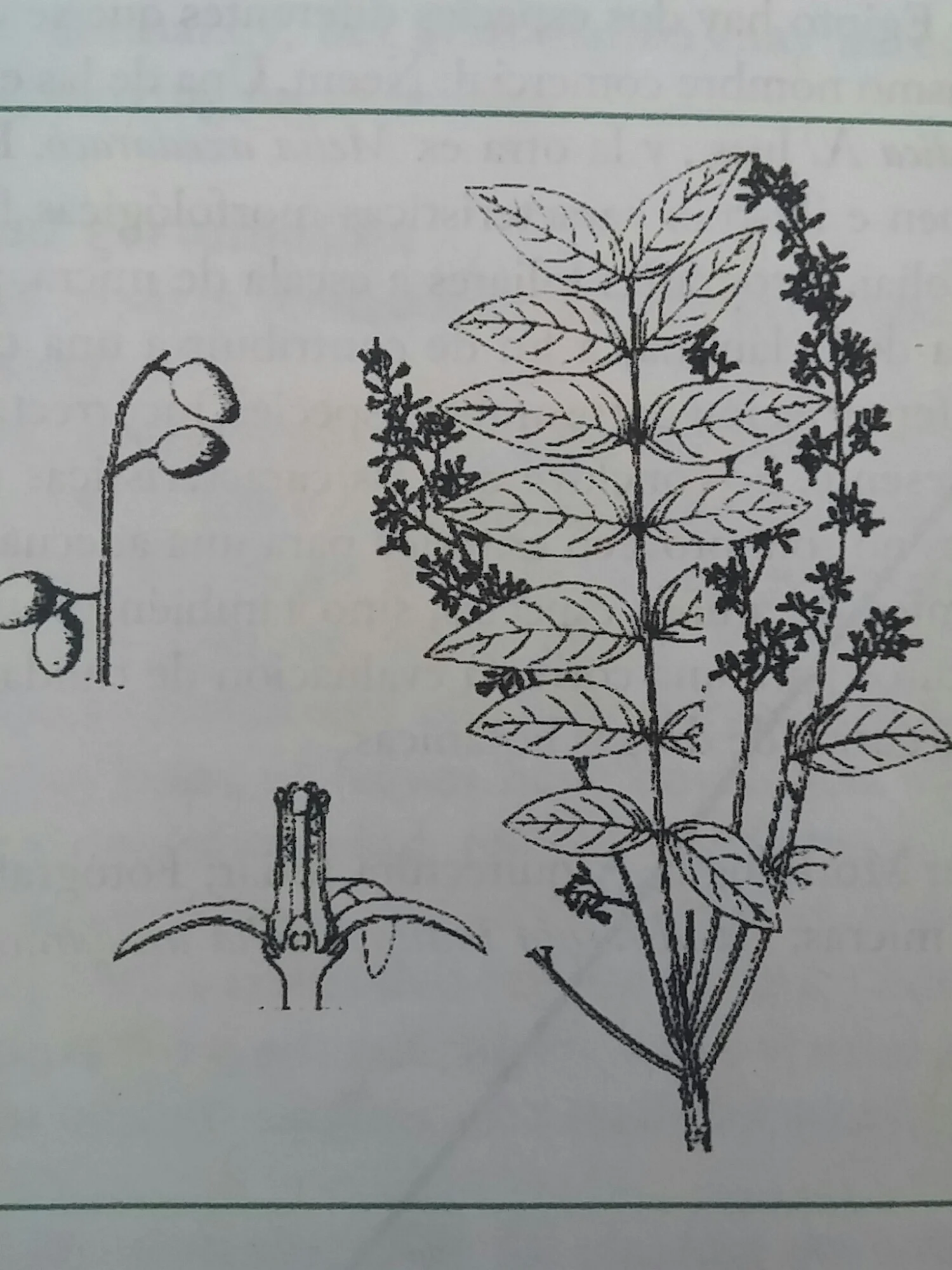 Fruits, flower and flowering branch. From: Plant Resources of South-East Asia No. 5:2.