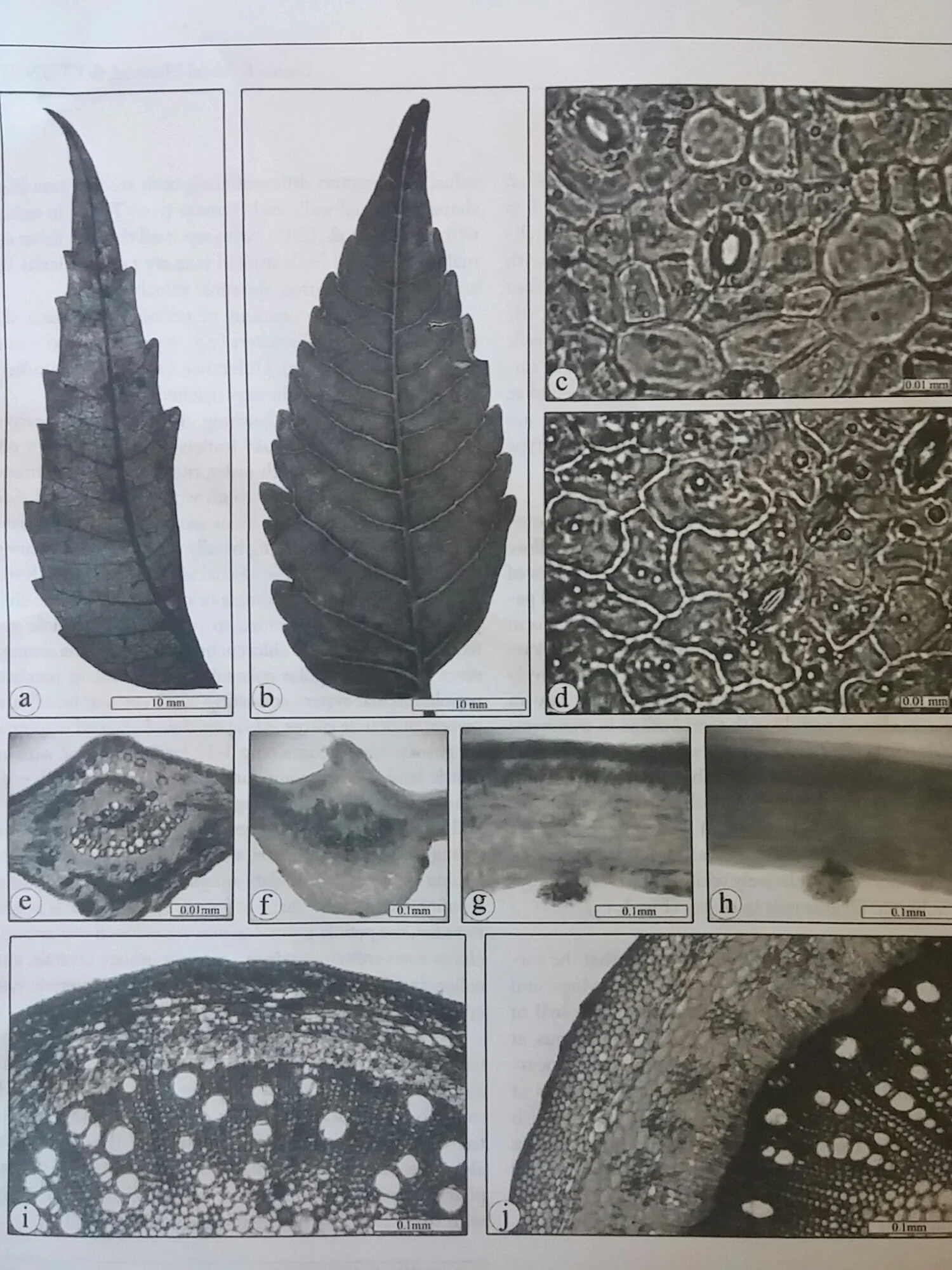 Photographs illustrating foliar characteristics of Azadirachta indica (a,c,e,g,i) and Melia azedarach (b,d,f,h,j).
