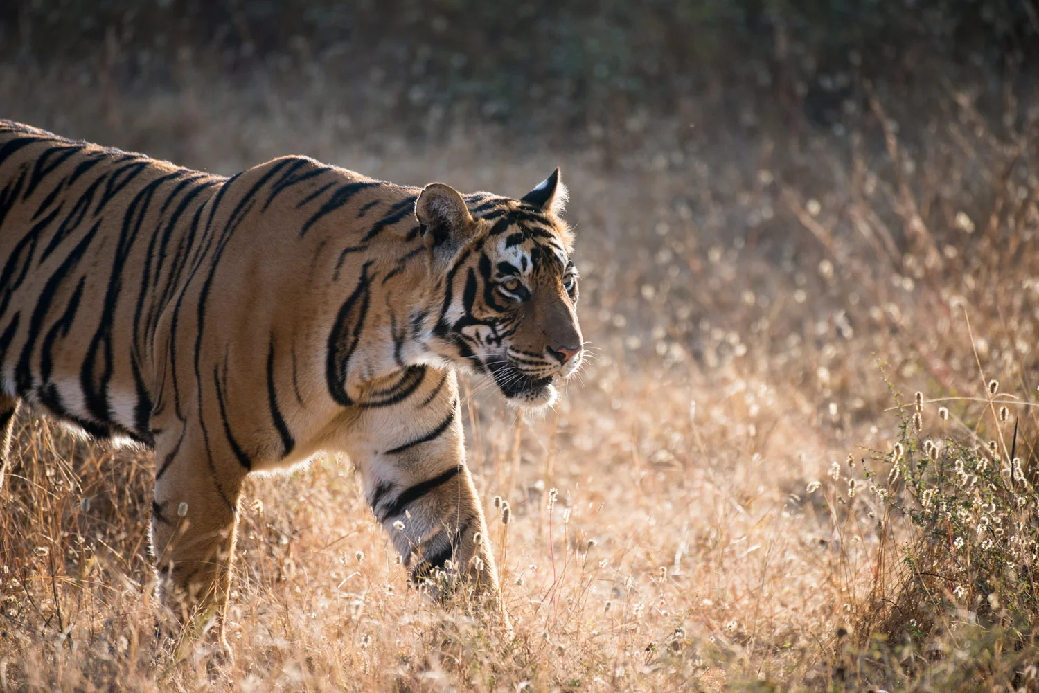 RANTHAMBHORE